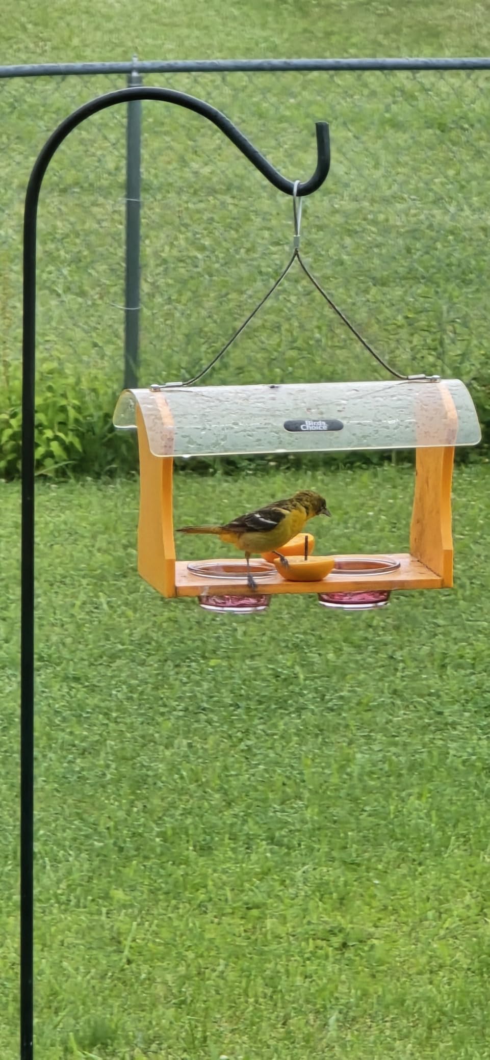Birds Choice Oriole Bird Feeder | Hanging Bird Feeder for Jelly & Orange Halves | Includes Cup & Fruit Pegs | Recycled Plastic | Sturdy for Garden, Backyard, & Outdoor | 2 Cup Capacity, Orange customer photo 1