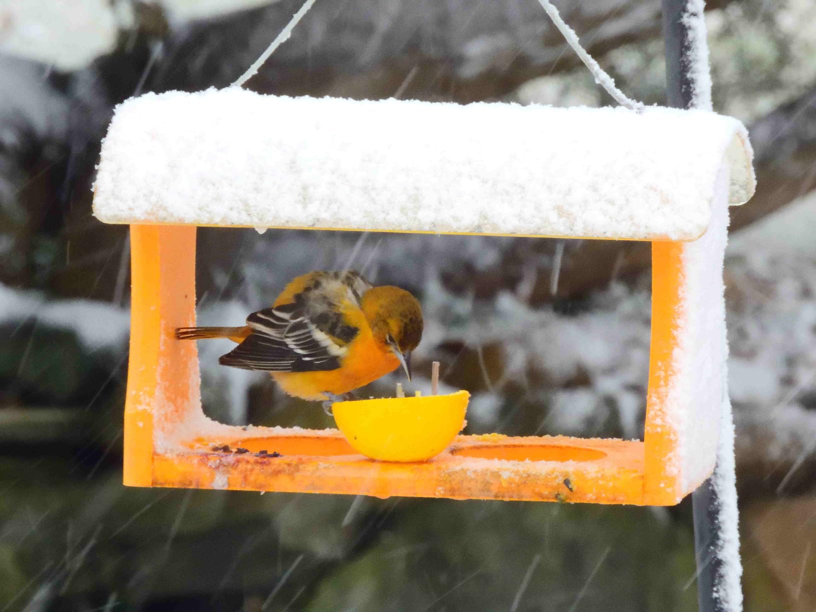 Birds Choice Oriole Bird Feeder | Hanging Bird Feeder for Jelly & Orange Halves | Includes Cup & Fruit Pegs | Recycled Plastic | Sturdy for Garden, Backyard, & Outdoor | 2 Cup Capacity, Orange customer photo 2