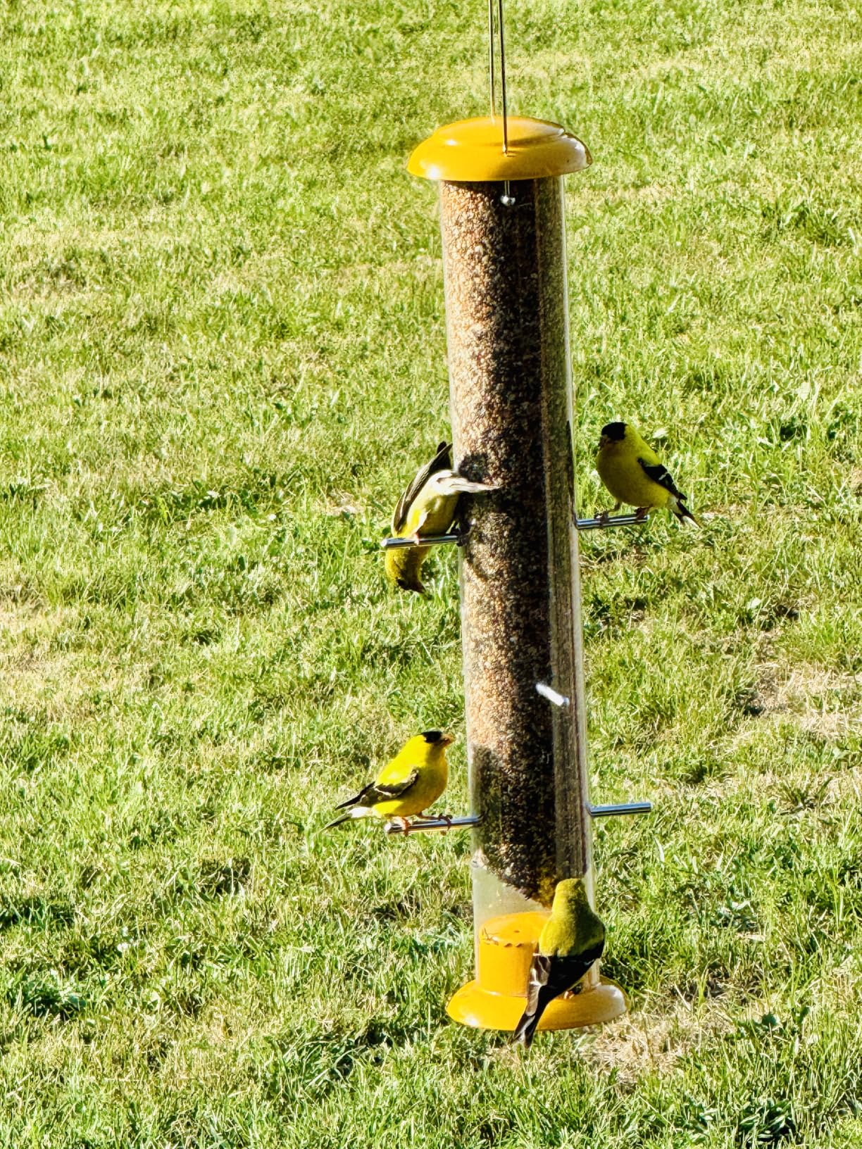 Stokes Select 38169 Topsy Turvy Finch Bird Feeder with Eight Perches, Yellow, 19-Inch tall, 1.5 lb Capacity customer photo 1