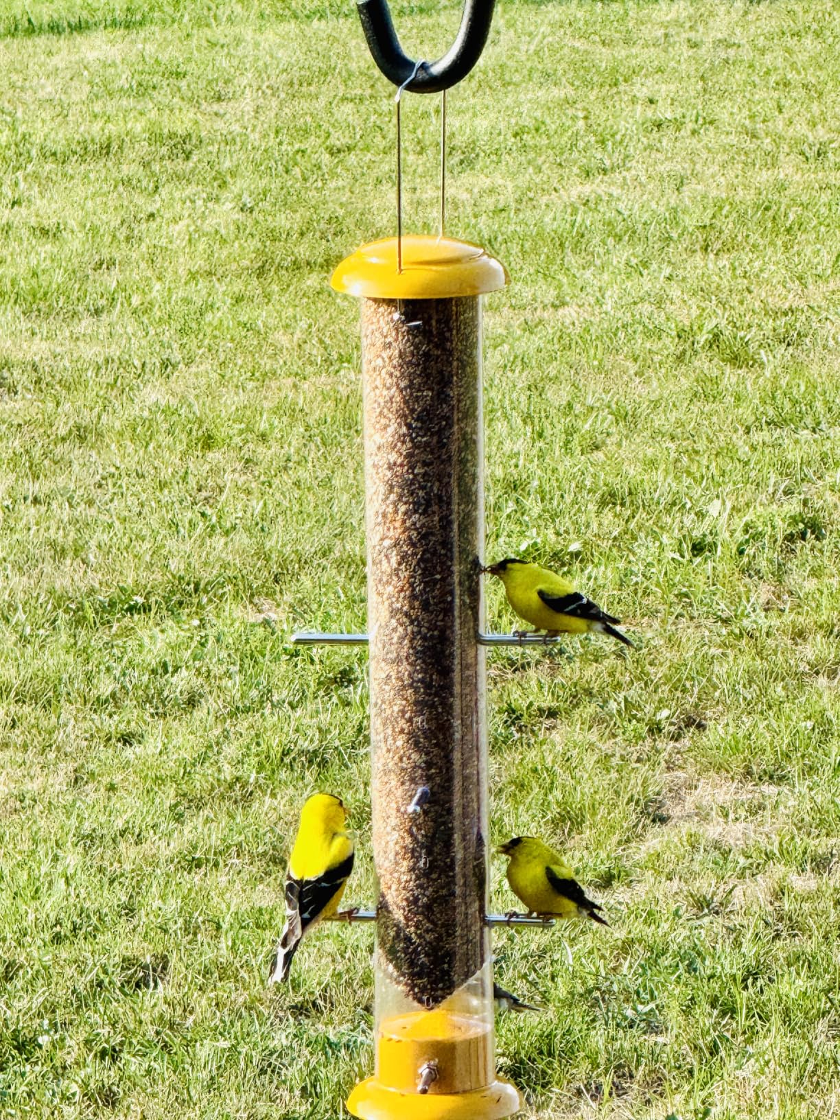 Stokes Select 38169 Topsy Turvy Finch Bird Feeder with Eight Perches, Yellow, 19-Inch tall, 1.5 lb Capacity customer photo 2