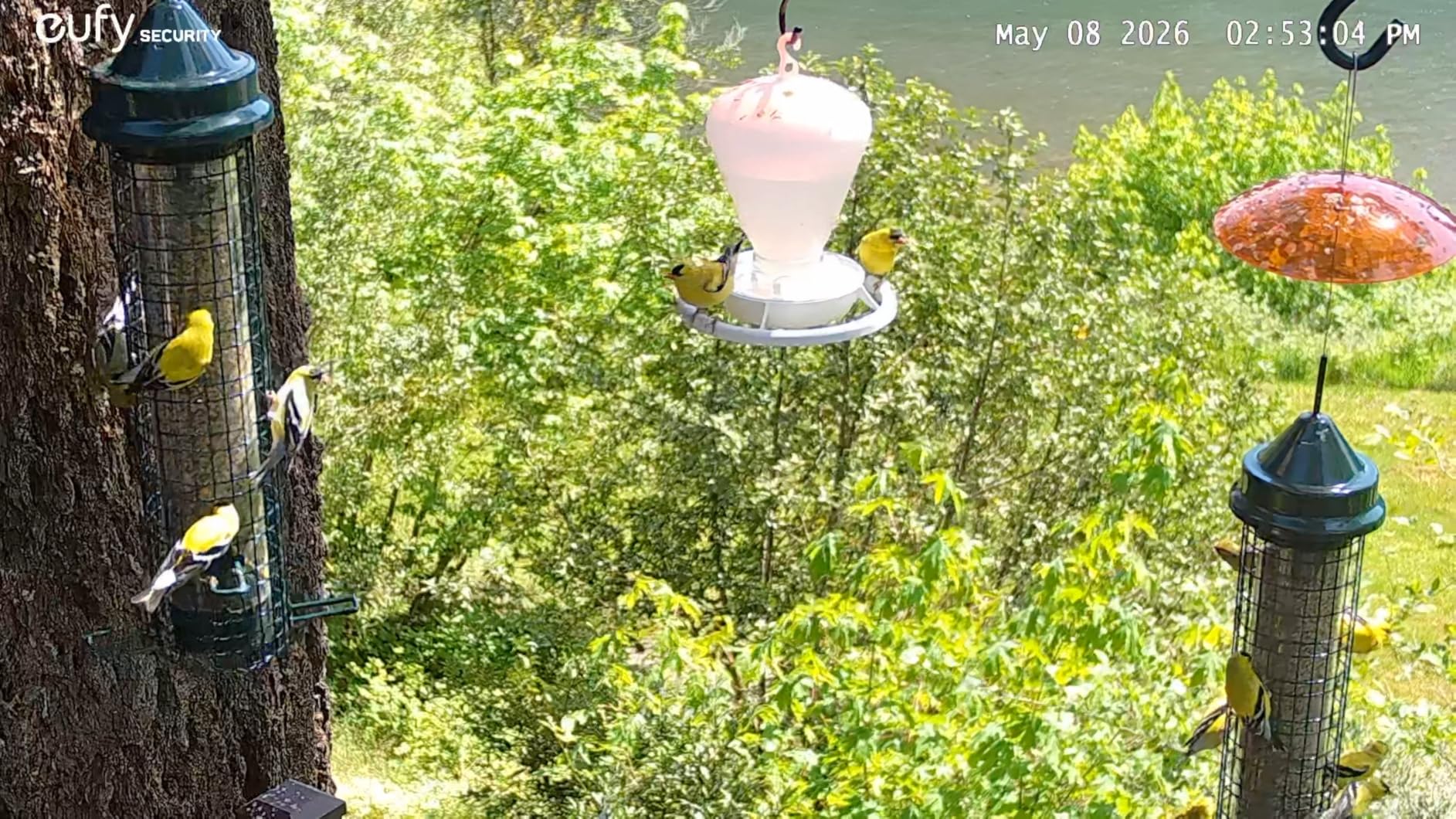 Squirrel Buster Nyjer - Squirrel-Proof Nyjer/Thistle 2.4-pound Seed Capacity Feeder w/8 Feeding Ports & 4 Perches customer photo 1