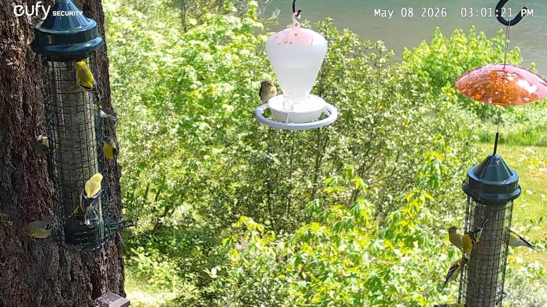 Squirrel Buster Nyjer - Squirrel-Proof Nyjer/Thistle 2.4-pound Seed Capacity Feeder w/8 Feeding Ports & 4 Perches customer photo 2
