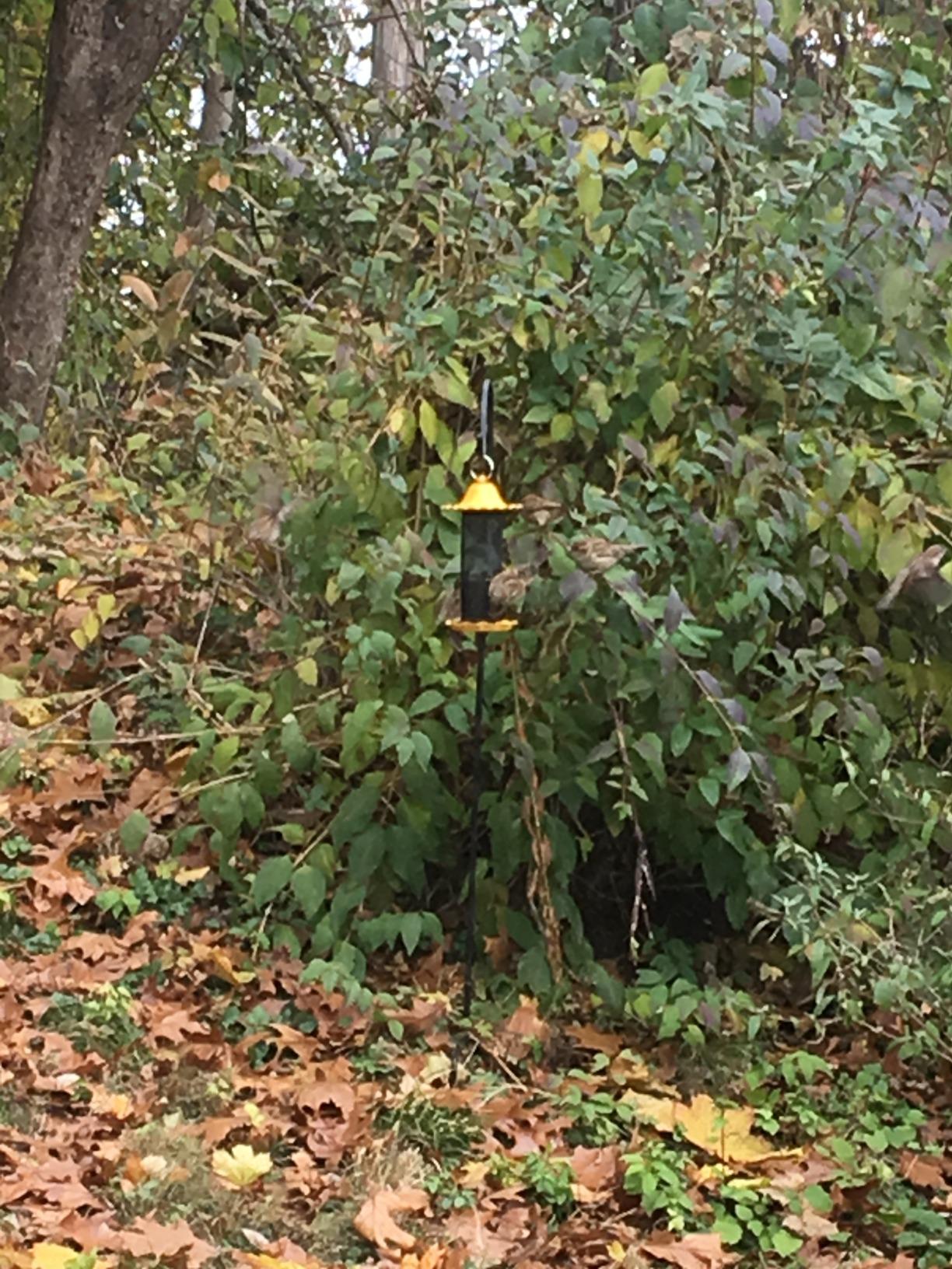 Stokes Select 38194 Bird Feeder, Yellow customer photo 2