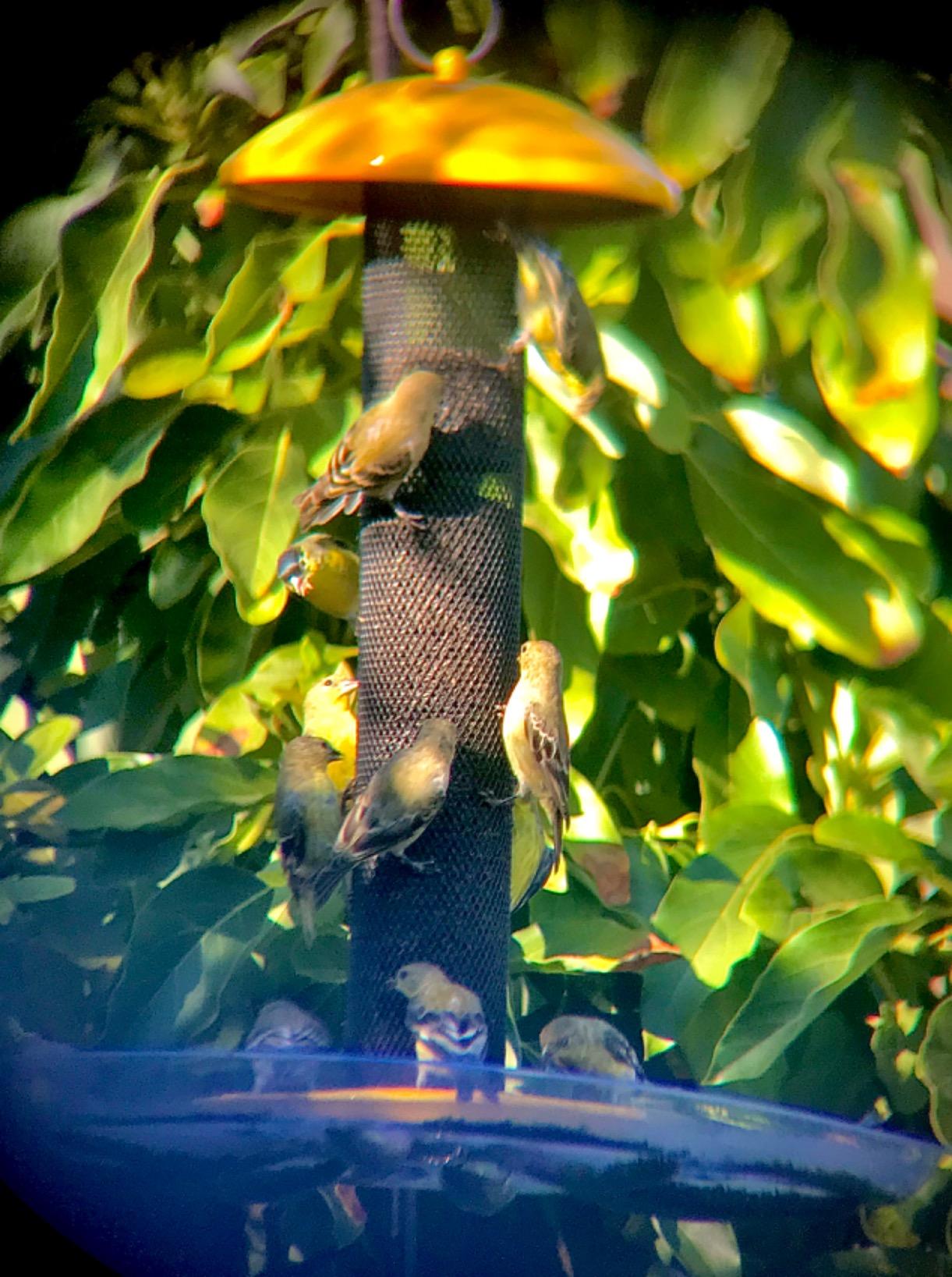 Perky-Pet YSSF00346-2 Straight-Sided Thistle Seed Wire Mesh Tube Finch Bird Feeder | Wire Mesh, Metal Construction, Evenseed Technology, Circular Seed Tray customer photo 2