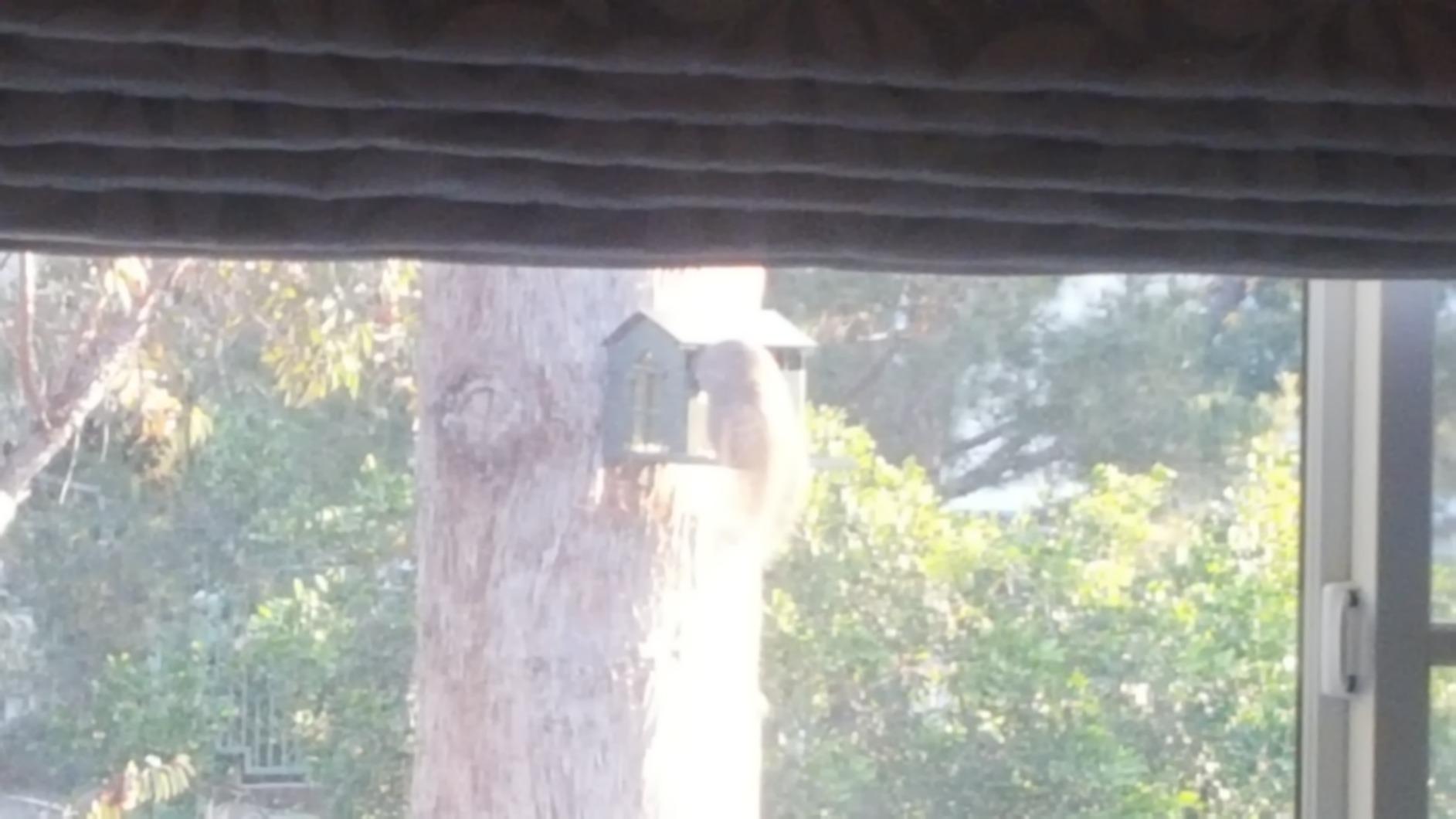Erva Peanut Pantry Squirrel Feeder - Heavy Duty Steel - Premium Verdigris Finish - Made in USA (SQF1) customer photo 2