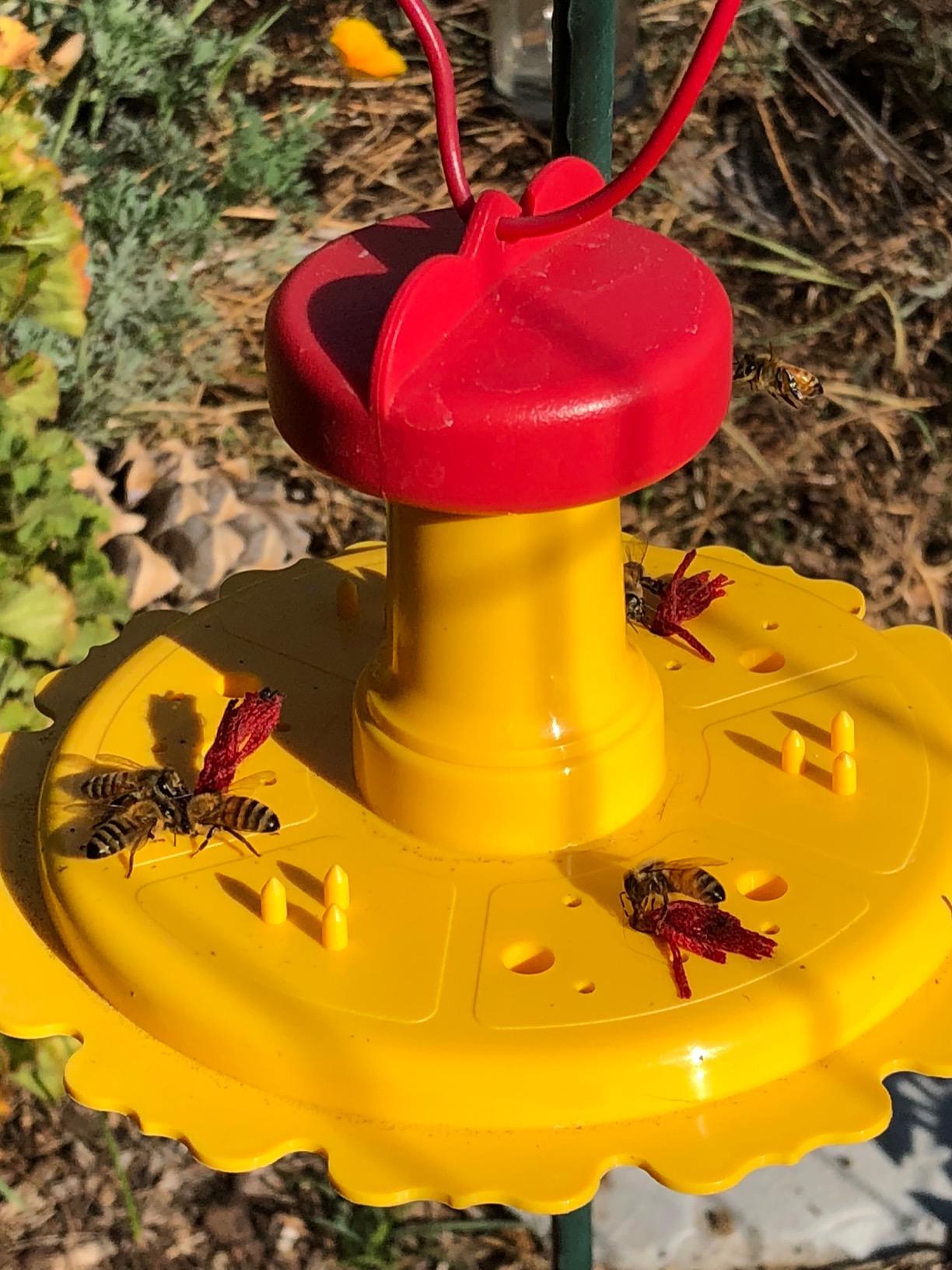 Songbird Essentials SE78200 Butterfly Feeder (Set of 1) customer photo 1