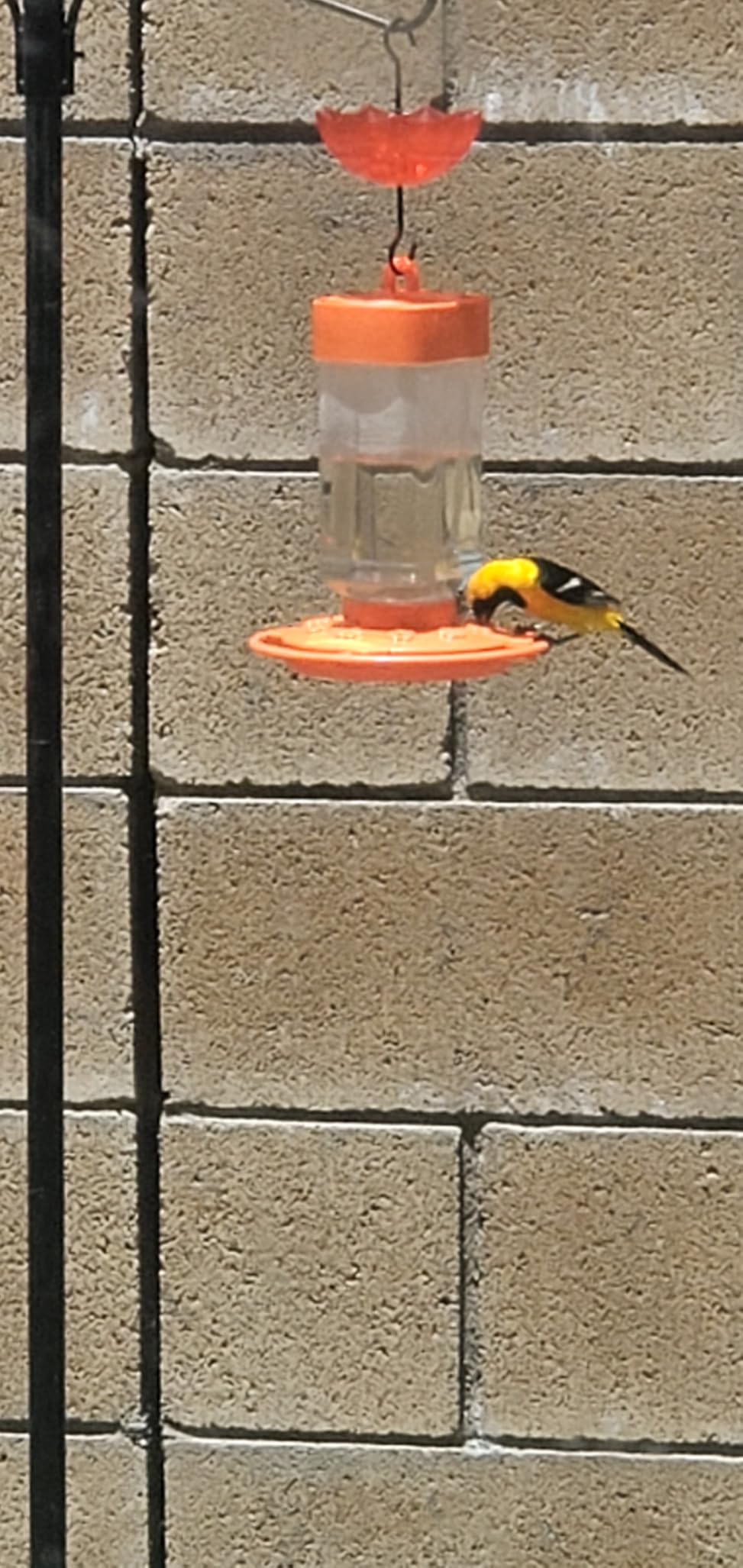 First Nature 32-Ounce Oriole Feeder - Larger Feeding Ports | Designed For Orioles - Larger Feeding Ports - 32-Ounce Capacity customer photo 1