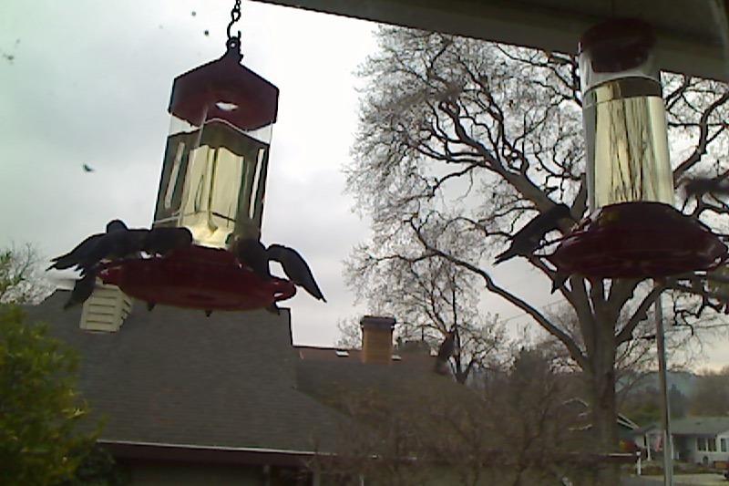 First Nature 32-Ounce Oriole Feeder - Larger Feeding Ports | Designed For Orioles - Larger Feeding Ports - 32-Ounce Capacity customer photo 2