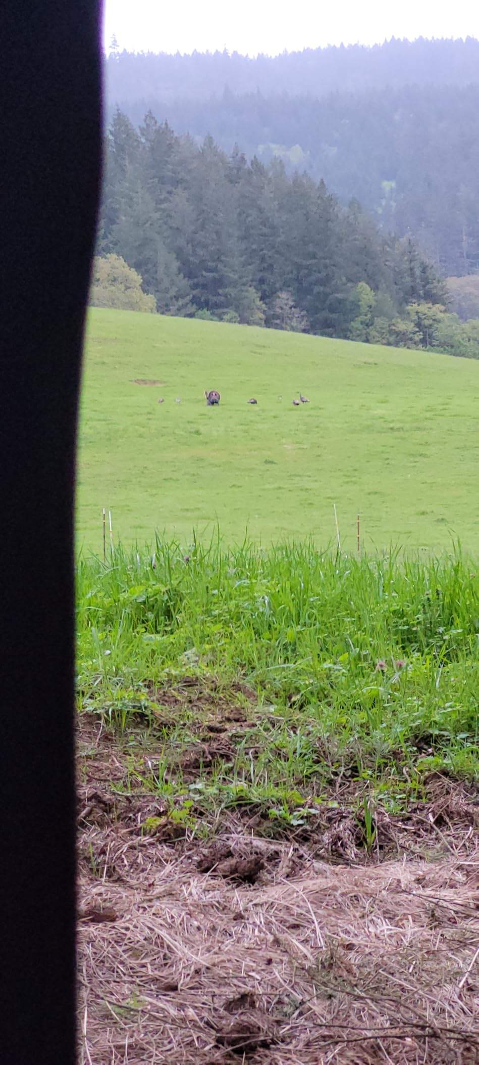 Hunters Specialties Raspy Old Hen Combo Kit - Turkey Game Calls Combo Pack customer photo 1