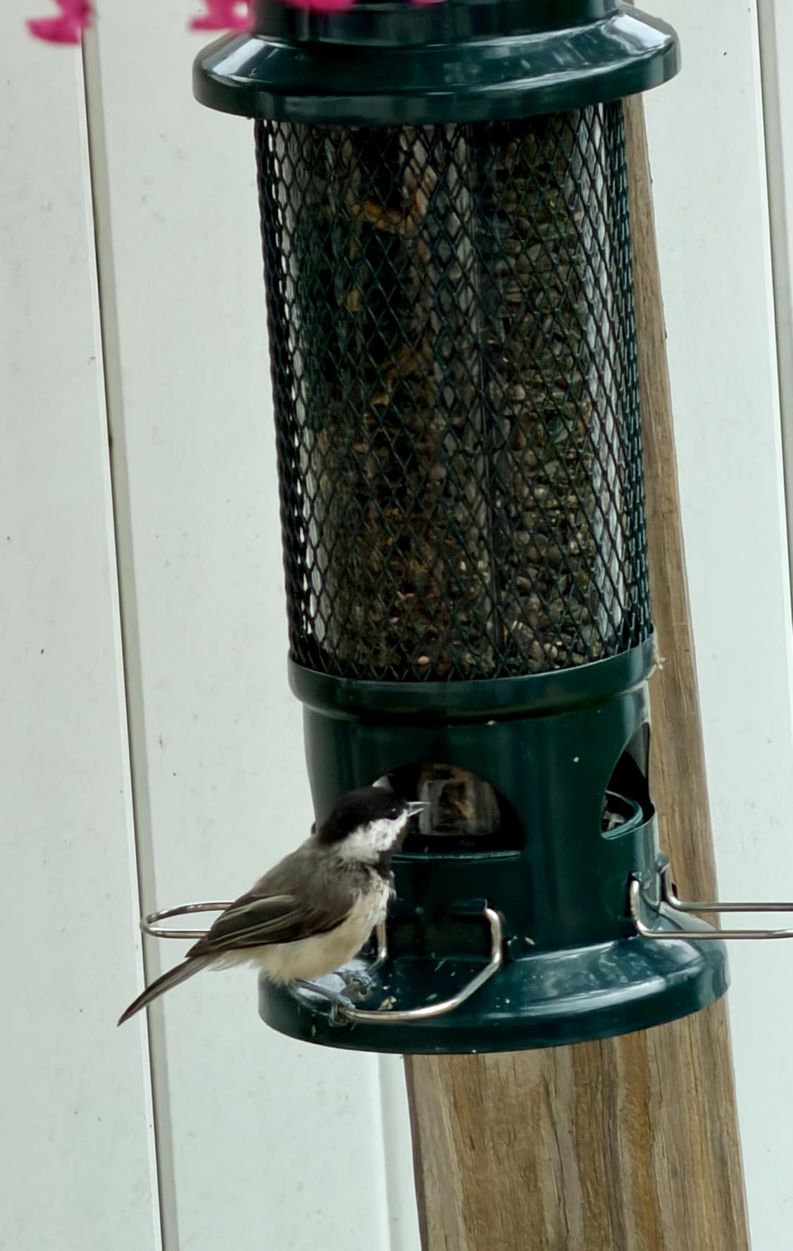 Squirrel Buster Standard Squirrel-proof Bird Feeder w/4 Metal Perches, 1.3-pound Seed Capacity, garden green customer photo 1