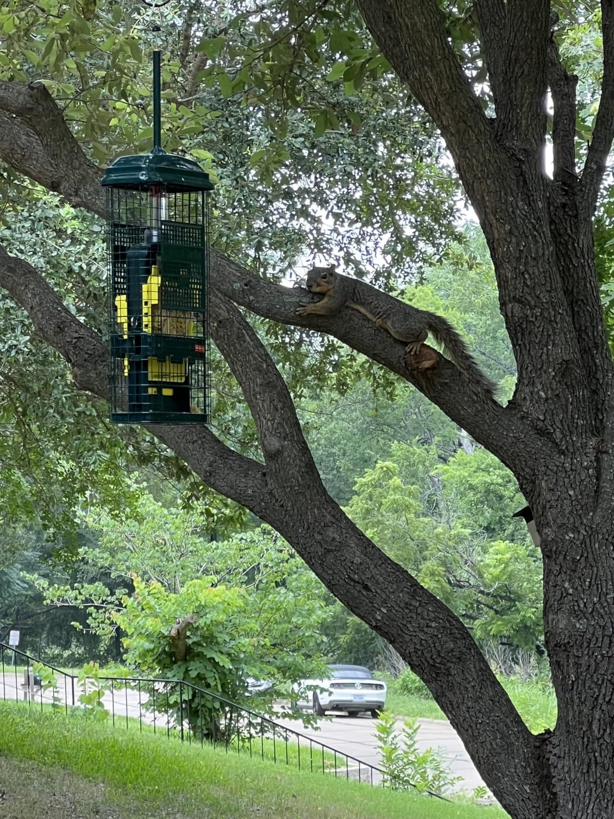 Squirrel Buster Standard Squirrel-proof Bird Feeder w/4 Metal Perches, 1.3-pound Seed Capacity, garden green | Four metal perches, weight-triggered closure, chew-proof design, easy cleaning customer photo 2
