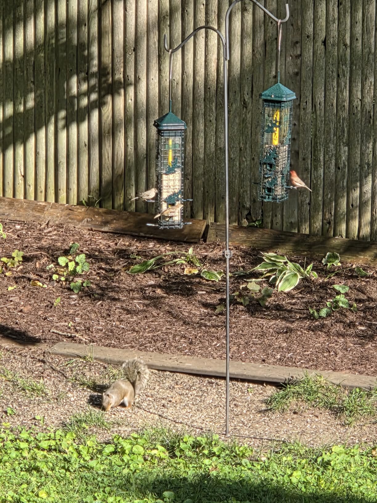 Squirrel Solution200 Squirrel-proof Bird Feeder w/6 Feeding Ports, 3.4-pound Seed Capacity, Free Seed Funnel customer photo 1