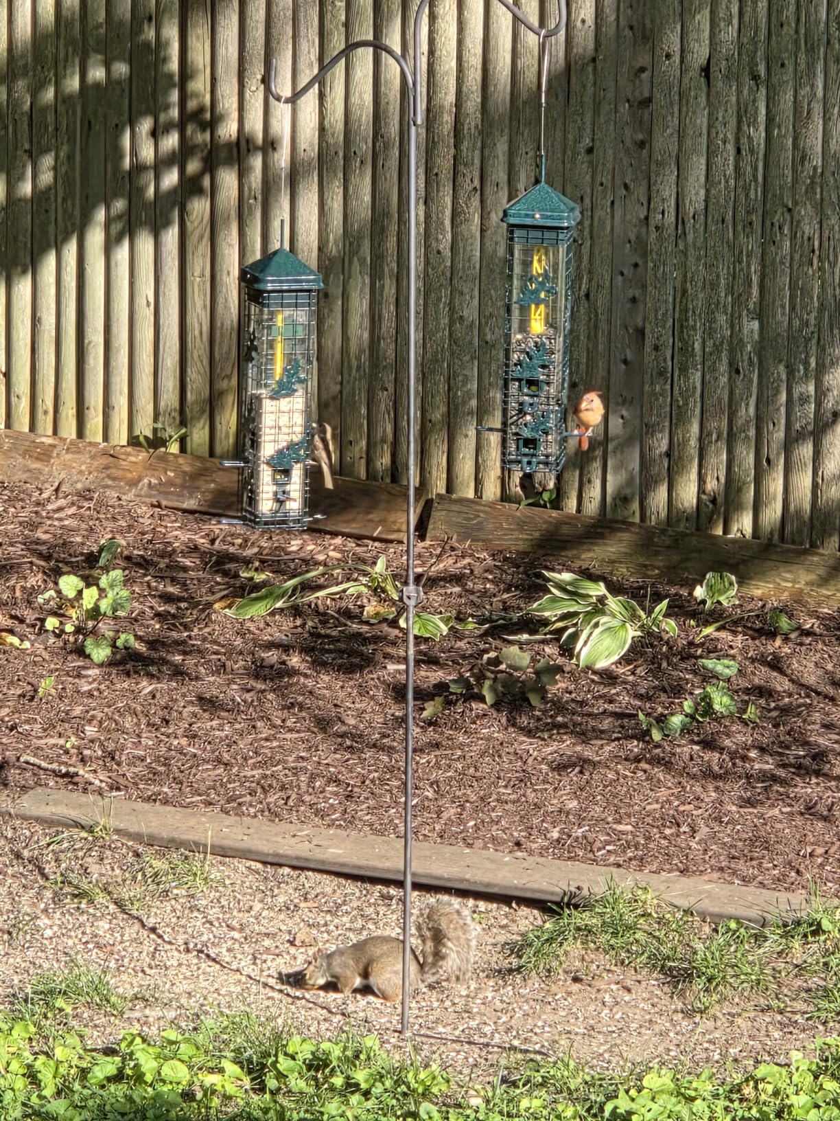 Squirrel Solution200 Squirrel-proof Bird Feeder w/6 Feeding Ports, 3.4-pound Seed Capacity, Free Seed Funnel customer photo 2