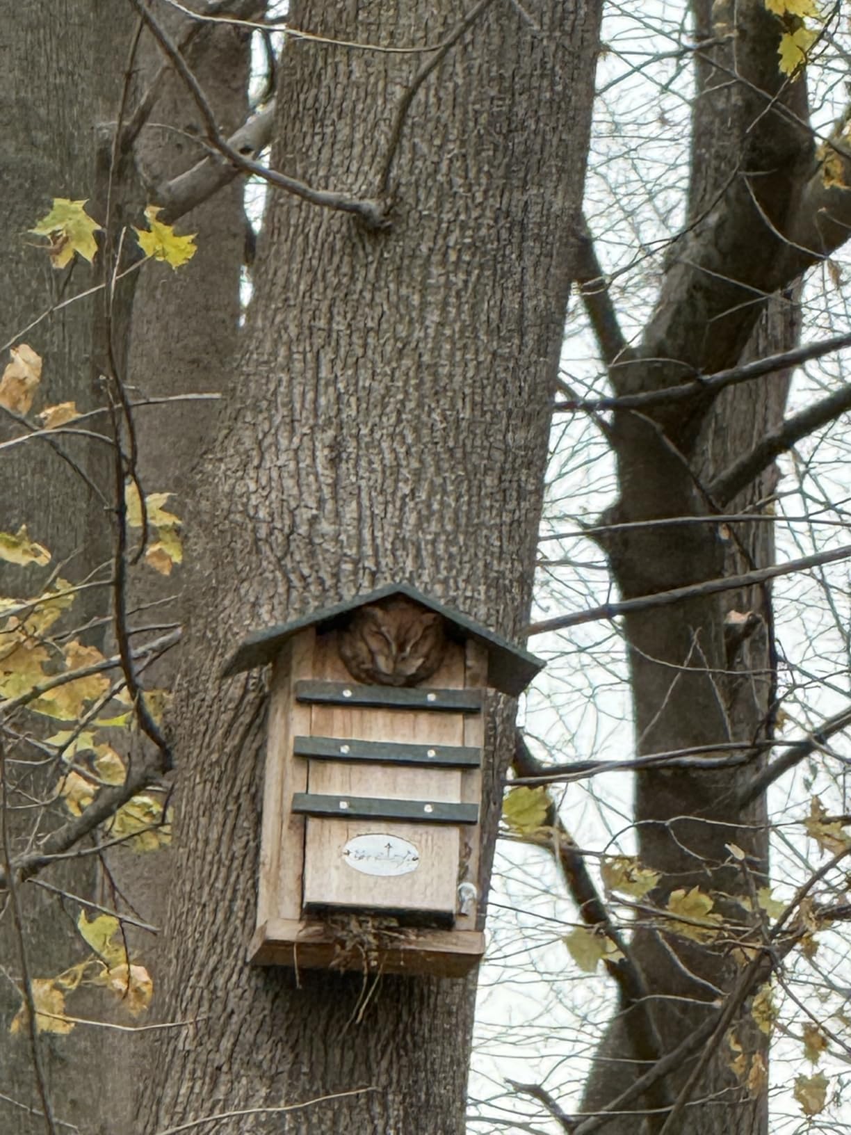 Screech Owl House Cedar Nesting Box with Poly Lumber Roof, Saw-Whet Owl Box for Outside, Drainage Ventilation, Easy Cleanout, Made in USA, Green customer photo 1