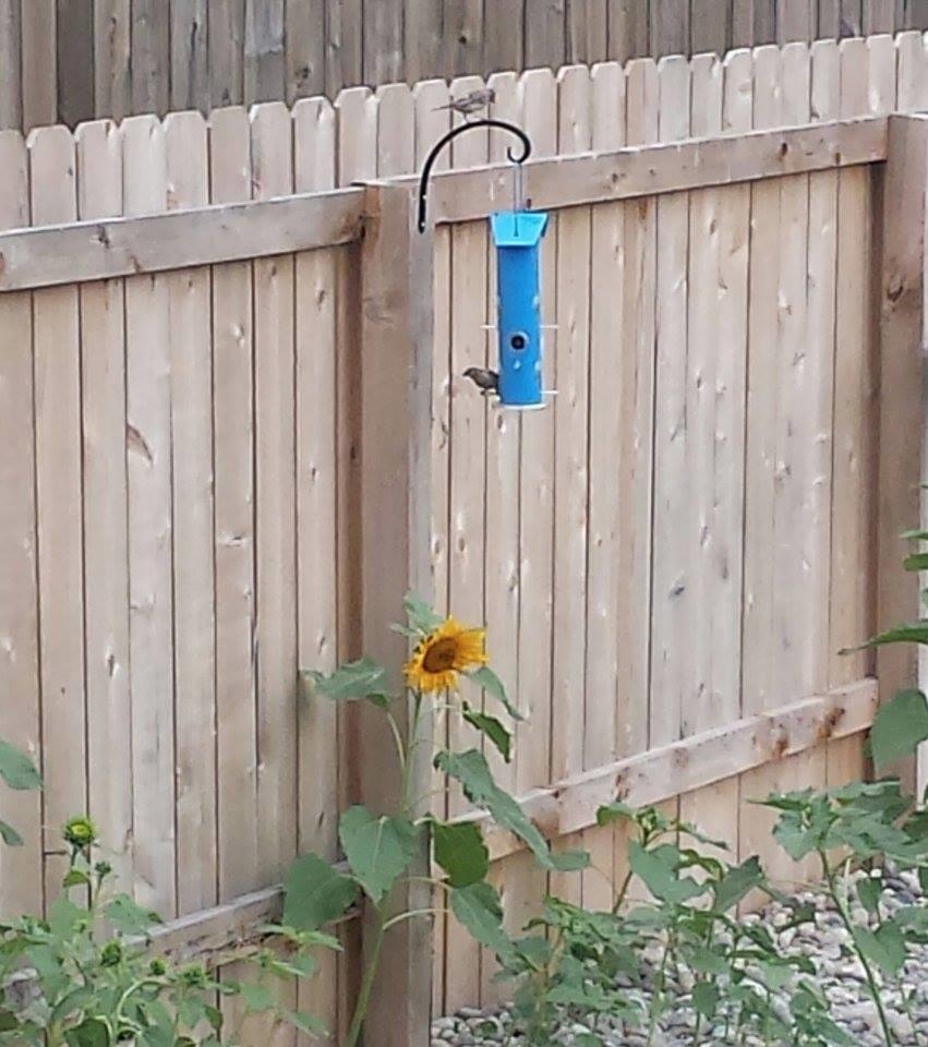 Perky-Pet Blue Metal Tube Wild Bird Feeder - 1 lb Capacity for Wild Bird Seed - Durable Construction - 391 customer photo 1