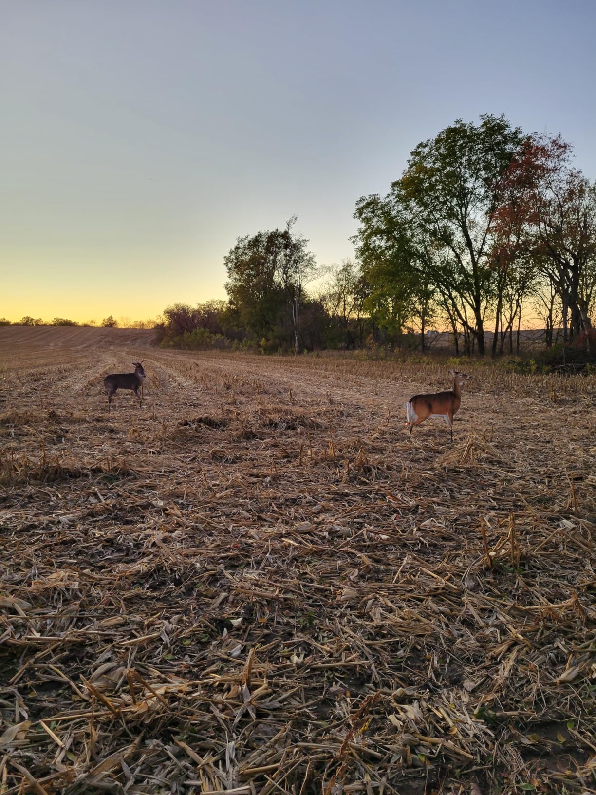 The Freshman (Whitetail Buck) by Montana Decoy customer photo 1