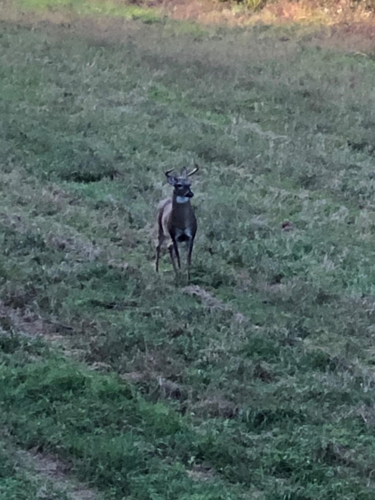 The Freshman (Whitetail Buck) by Montana Decoy customer photo 2