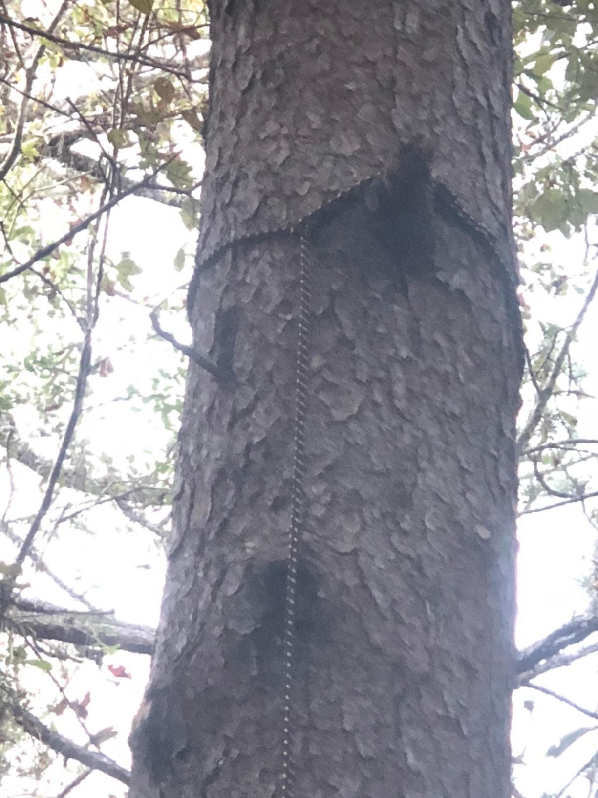 Hunter Safety System Lifeline - Treestand Safety Rope System with Ground-to-Stand Fall Protection & Silent Climbing customer photo 2