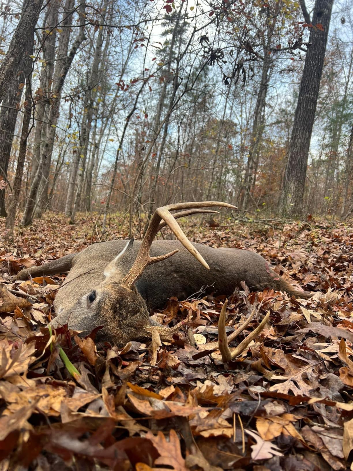 Flextone Outdoor Hunting Realistic Mature & Young Buck Sounds Freeze-Proof Headhunter's Extractor Deer Game Call, Antler Color, 2.00 x 6.00 x 12.00 customer photo 1