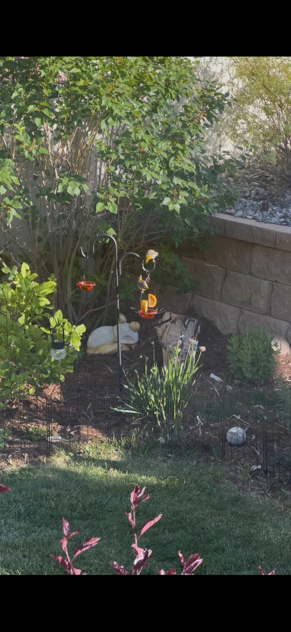Birds Choice Oriole Bird Feeder | Flower-Shaped Hanging Bird Feeder for Jelly & Oranges | 3oz, Orange | Removable Cup and Fruit Pegs with Heart Ornament, Sturdy for Garden and Backyard, Orange Finish customer photo 1