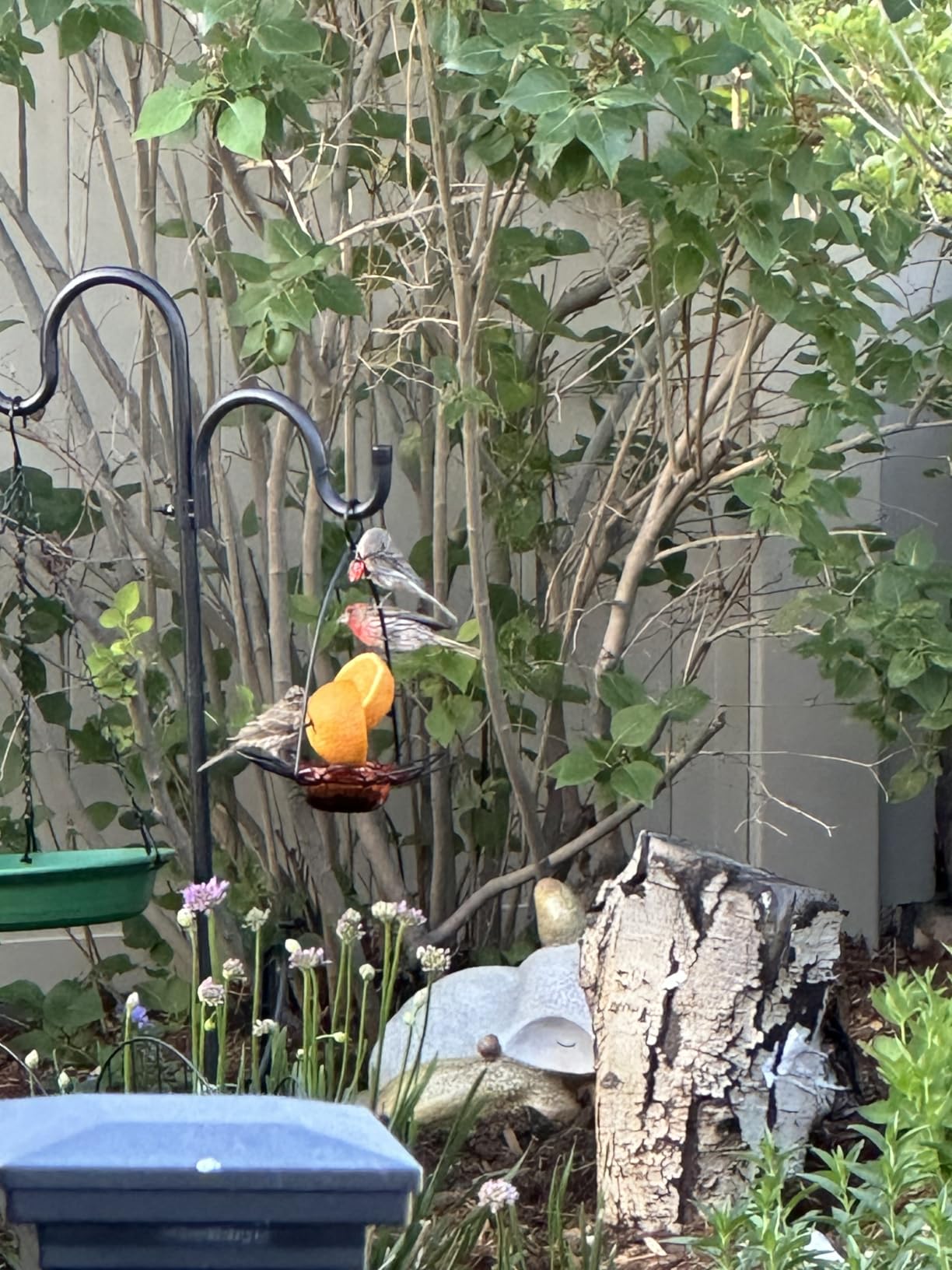 Birds Choice Oriole Bird Feeder | Flower-Shaped Hanging Bird Feeder for Jelly & Oranges | 3oz, Orange | Removable Cup and Fruit Pegs with Heart Ornament, Sturdy for Garden and Backyard, Orange Finish customer photo 2
