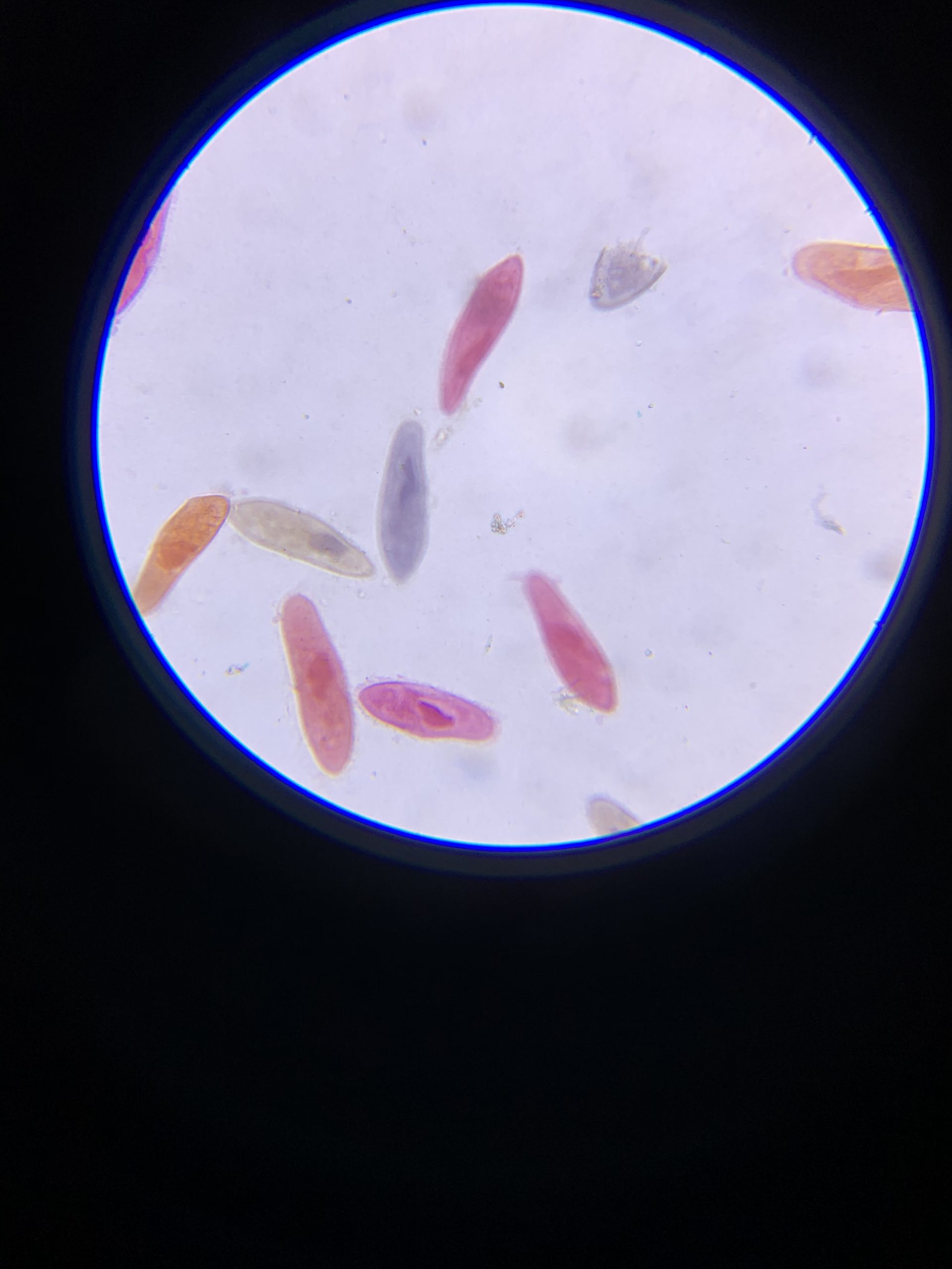 AmScope M162C-2L-PB10-WM Awarded 2018 Best Students and Kids Microscope Kit - 40X-1000X Dual Light All Metal Microscope with Slides and Microscope Book customer photo 2