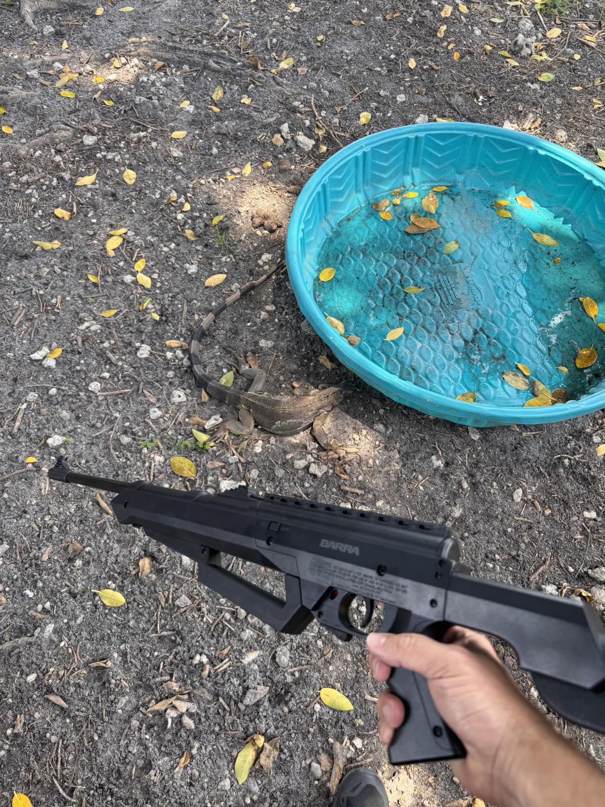 Barra Air Guns Sportsman 900 BB Gun Rifle for Adults, Pellet Rifles for Hunting, 177 Caliber Airgun with Rifle Scope - Shoot Pellets & BBS, 800 FPS customer photo 2