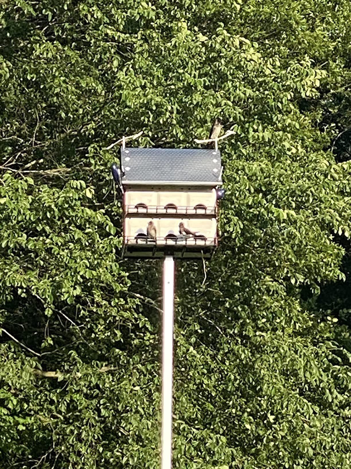 S&K 16 Room Purple Martin House Package customer photo 1