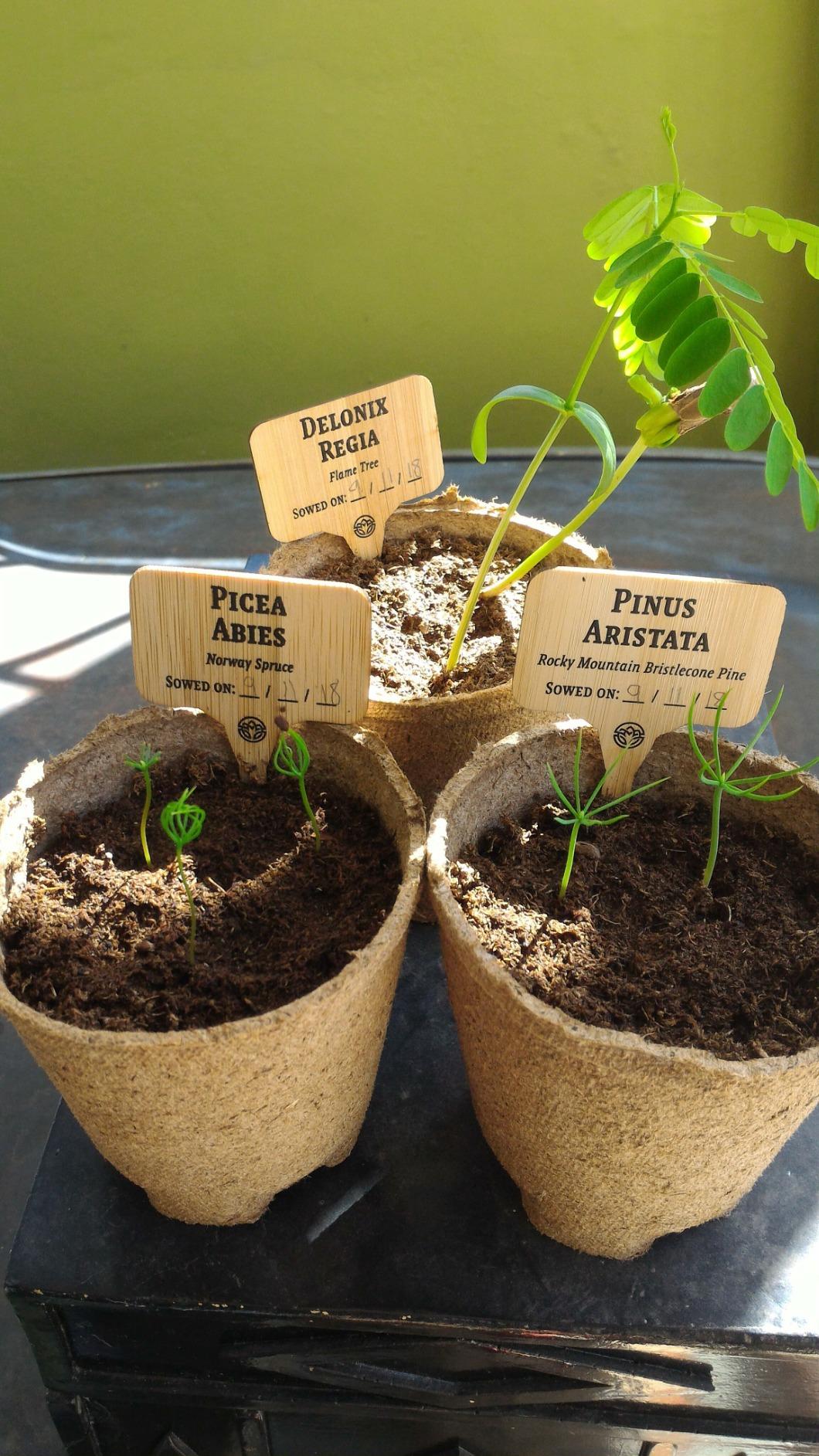 Bonsai Tree Kit for Beginners & Plant Lovers - Grow Your Own Bonsai | 4 Species Starter Kit with Burlap Pots, Shears, Soil Disc, Markers & Guide, Gift for Mom or Grandma customer photo 2