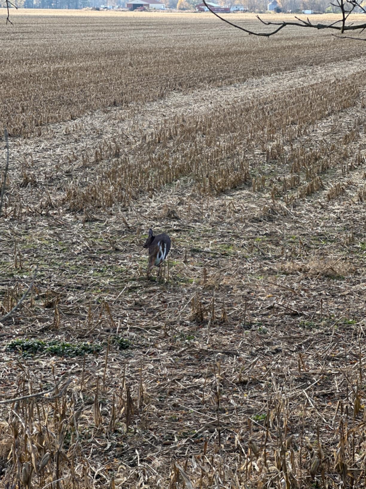 Montana Decoy 0069: Deer Rump customer photo 1