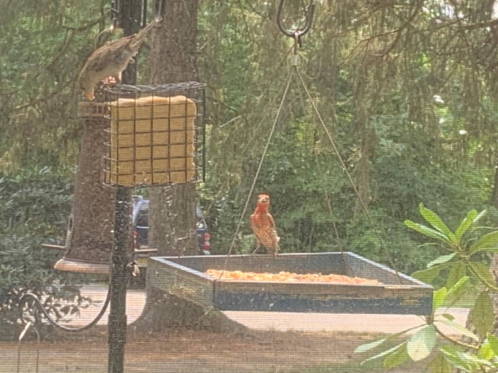 Solution4Patio Platform Bird Feeder for Outdoors Hanging, Open-Air Wild Bird & Squirrel Feeder, 360° Viewing Hanging Tray with Rust-Resistant Mesh & Quick-Fill Design customer photo 2