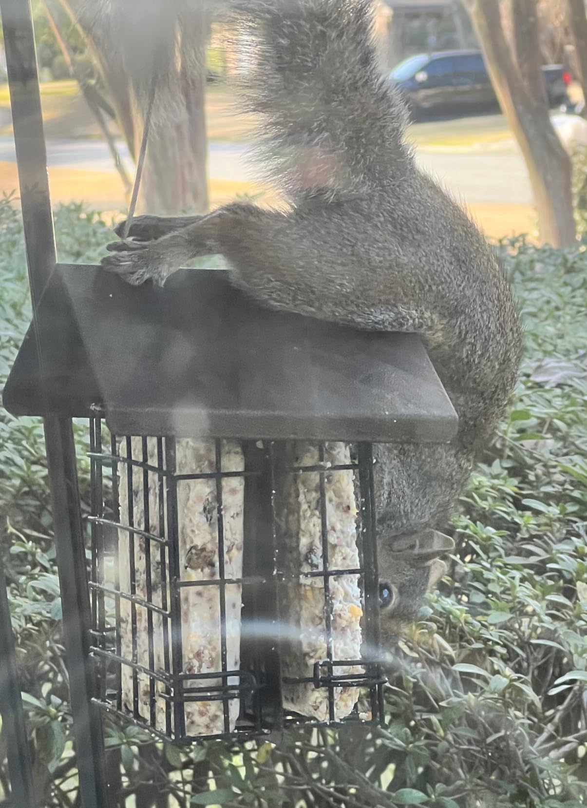 Suet Bird Feeder for Outside [Double Capacity] Suet Wild Bird Feeder with Hanging Metal Roof, Suet Feeders for Outside, for Use with Suet Cakes, Seed Cakes, Mealworm Cakes customer photo 1