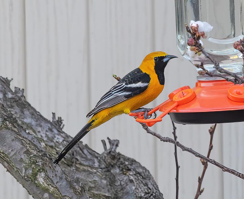 Perky-Pet 9113-1SR Top Fill Glass Oriole Feeder - 3 Types of Food - Jelly Cup, Fruit Spike, and Nectar - Outdoor Garden Décor, Unique Gifts customer photo 1