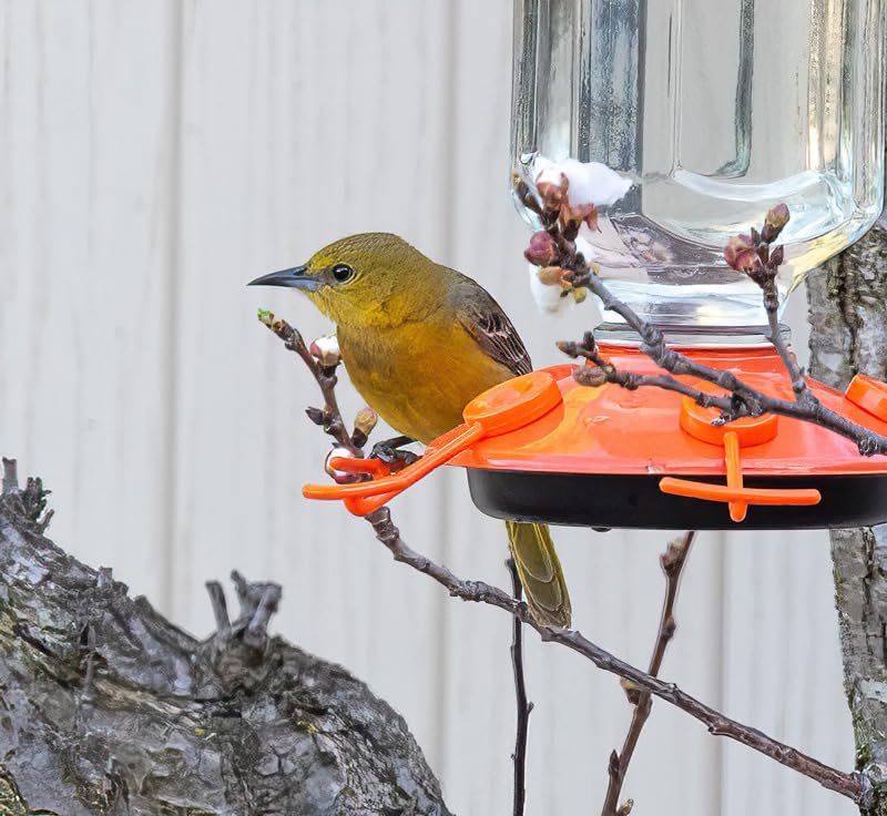Perky-Pet 9113-1SR Top Fill Glass Oriole Feeder - 3 Types of Food - Jelly Cup, Fruit Spike, and Nectar - Outdoor Garden Décor, Unique Gifts customer photo 2