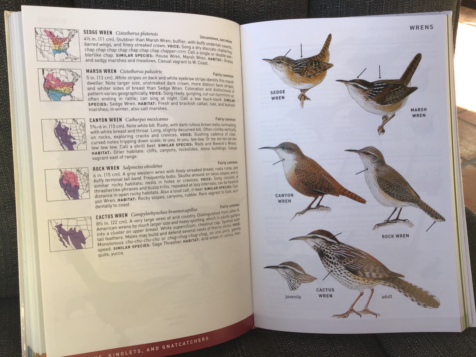Peterson Field Guide To Birds Of North America, Second Edition (Peterson Field Guides Book 107) customer photo 2