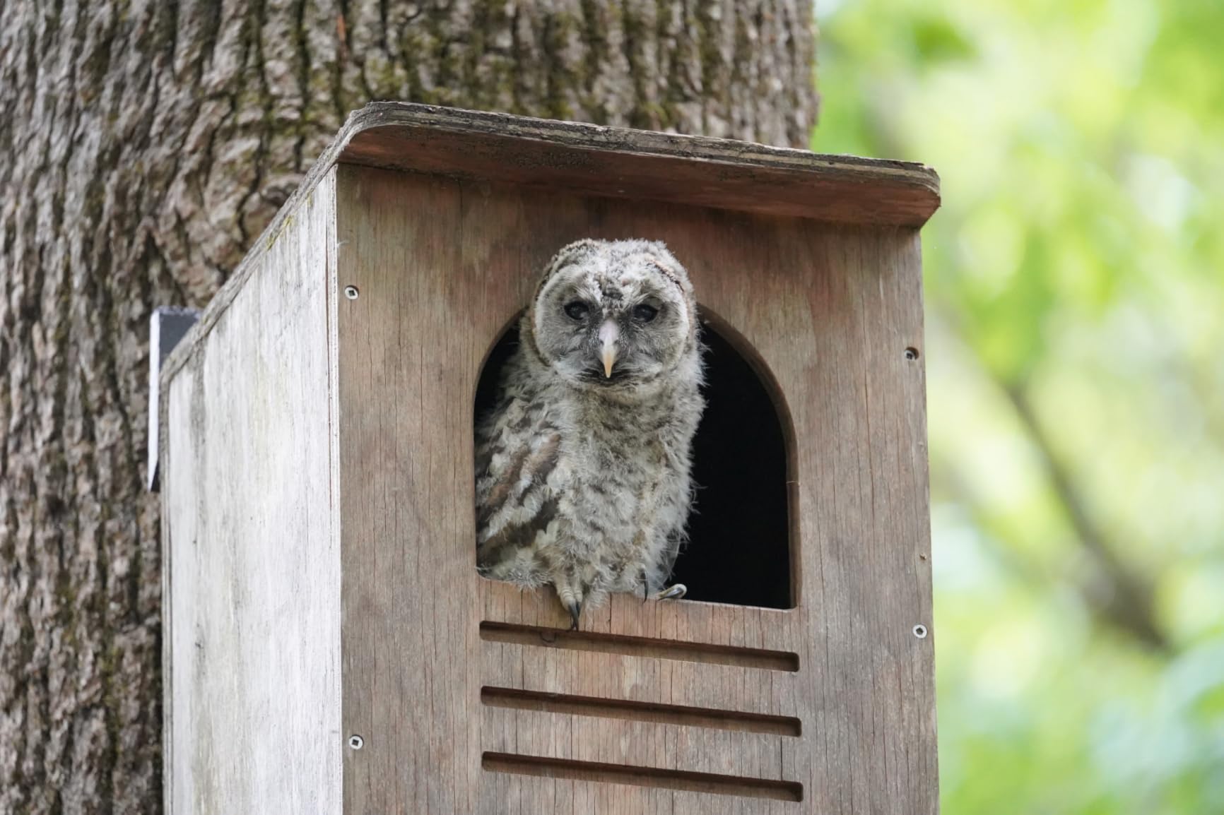 Barred Owl House Nesting Box, Recycled Poly Lumber Owl Box for Outside, Predator Guard, Pine Shavings Included, Made in USA customer photo 1