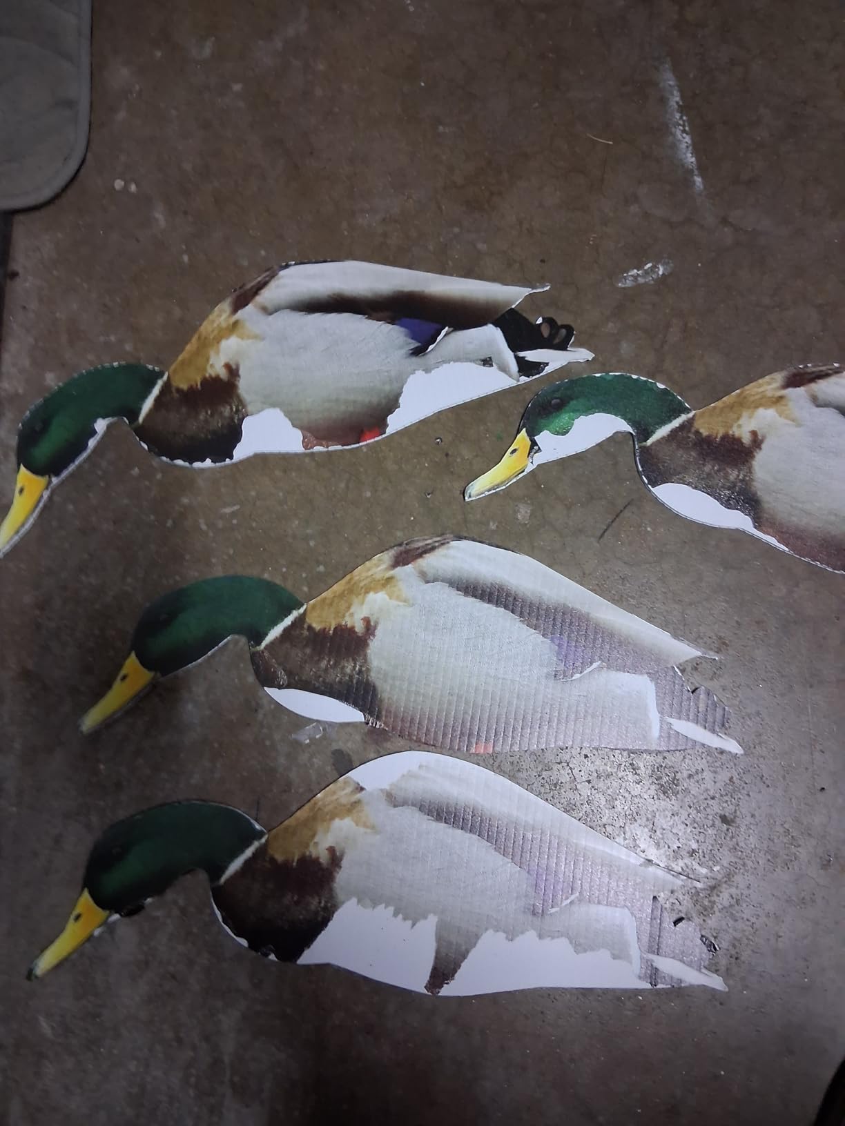 TCDesignerProducts 2D Wildlife Silhouette Decoys, Photo-Realistic Hunting Decoys for Snow Geese, Coyotes, Whitetail Bucks & Does, Mallards, Turkeys, Canadian Geese - Motion & Easy Setup customer photo 2