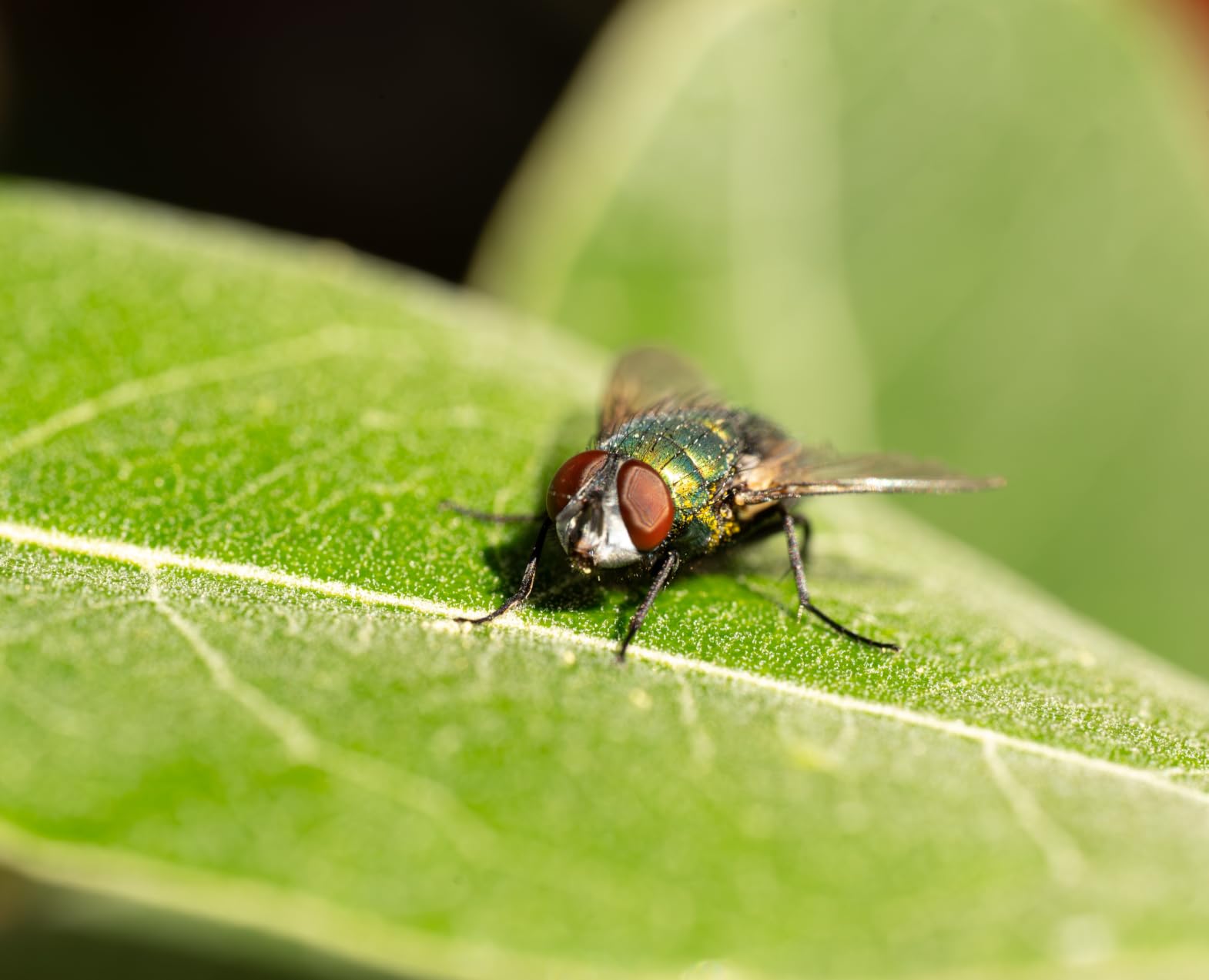 NIKKOR Z MC 105mm f/2.8 VR S | Professional Macro Prime Lens for Z Series mirrorless Cameras | Nikon USA Model customer photo 1