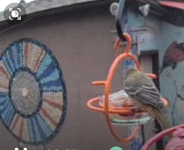 Monarch Abode Hanging Bird Feeder for Outdoors - Hanging Oriole Birdfeeder with Clear Glass Bowl and Orange Metal Perch & Prongs, Decorative Wild Bird Feeder for Outside Garden Patio Deck Yard customer photo 1