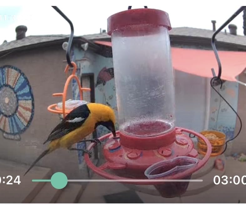 Monarch Abode Hanging Bird Feeder for Outdoors - Hanging Oriole Birdfeeder with Clear Glass Bowl and Orange Metal Perch & Prongs, Decorative Wild Bird Feeder for Outside Garden Patio Deck Yard customer photo 2