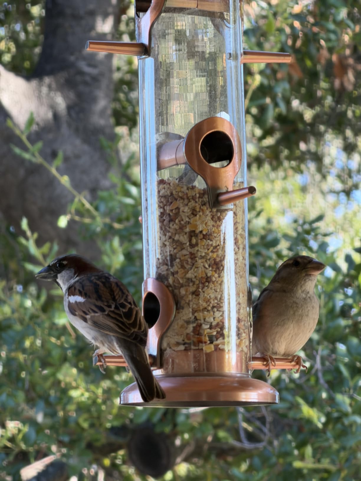 Bird Feeders for Outdoors 15