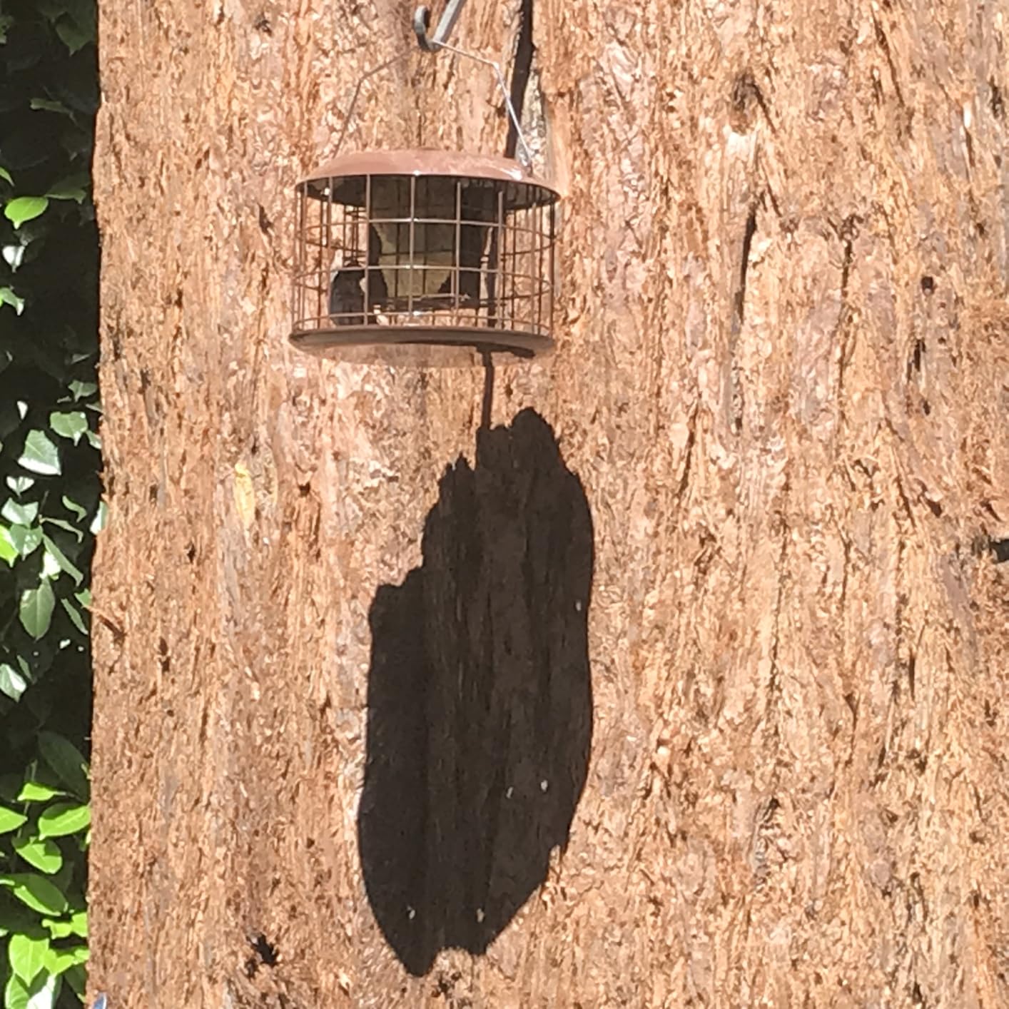 Kingsyard Squirrel Proof Suet Feeder, Cage Bird Feeders for Outdoors Hanging, All Metal, Double Suet Cake Capacity, Tray & Weatherproof, Green customer photo 1