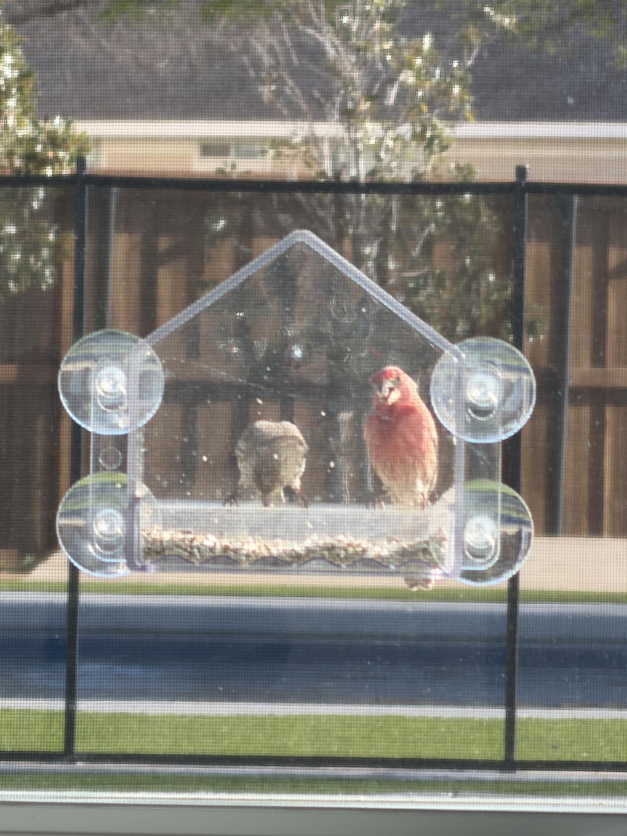 Nature's Way Win-3 Clear View Window Bird Feeder with Strong Suction Cups, Transparent Outdoor Wild Bird Seed Feeder and Decor, 2 Cup Capacity, Clear, 6.5