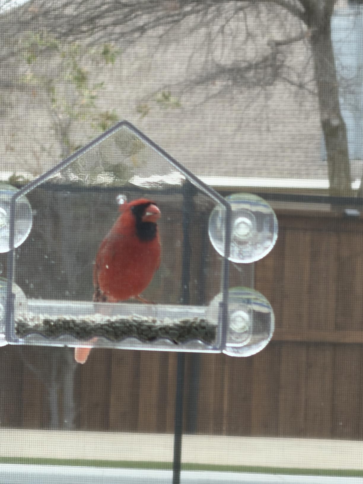 Nature's Way Win-3 Clear View Window Bird Feeder with Strong Suction Cups, Transparent Outdoor Wild Bird Seed Feeder and Decor, 2 Cup Capacity, Clear, 6.5