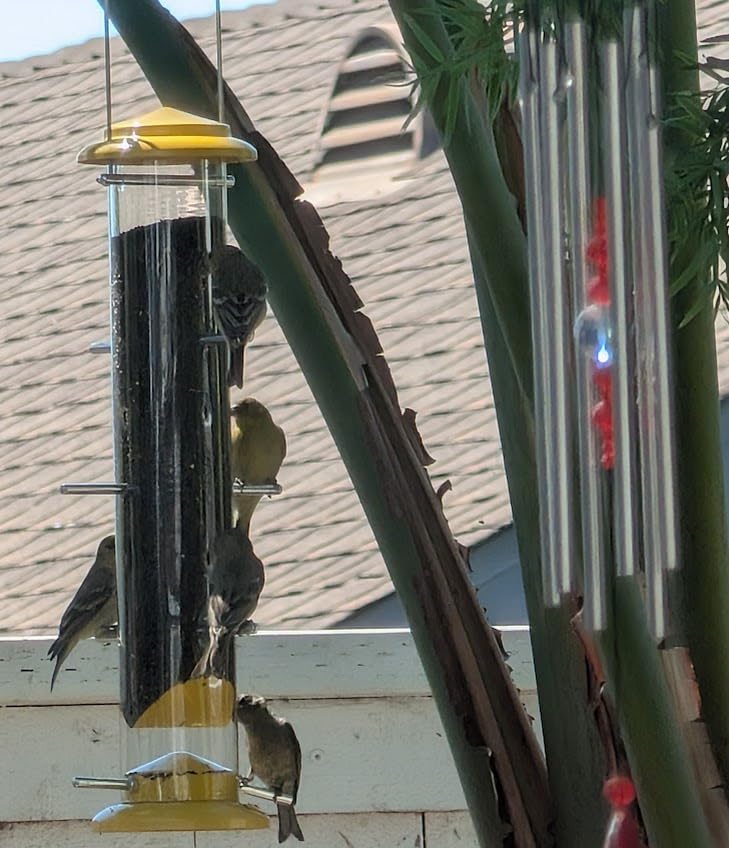 iBorn Finch Feeders for Outside, Nyjer/Thistle Bird Feeder, 14 Inch Tube Bird Feeders for Outdoors Hanging, Metal Finch Feeders with 12 Small Ports, 8 Metal Perches, Yellow customer photo 1