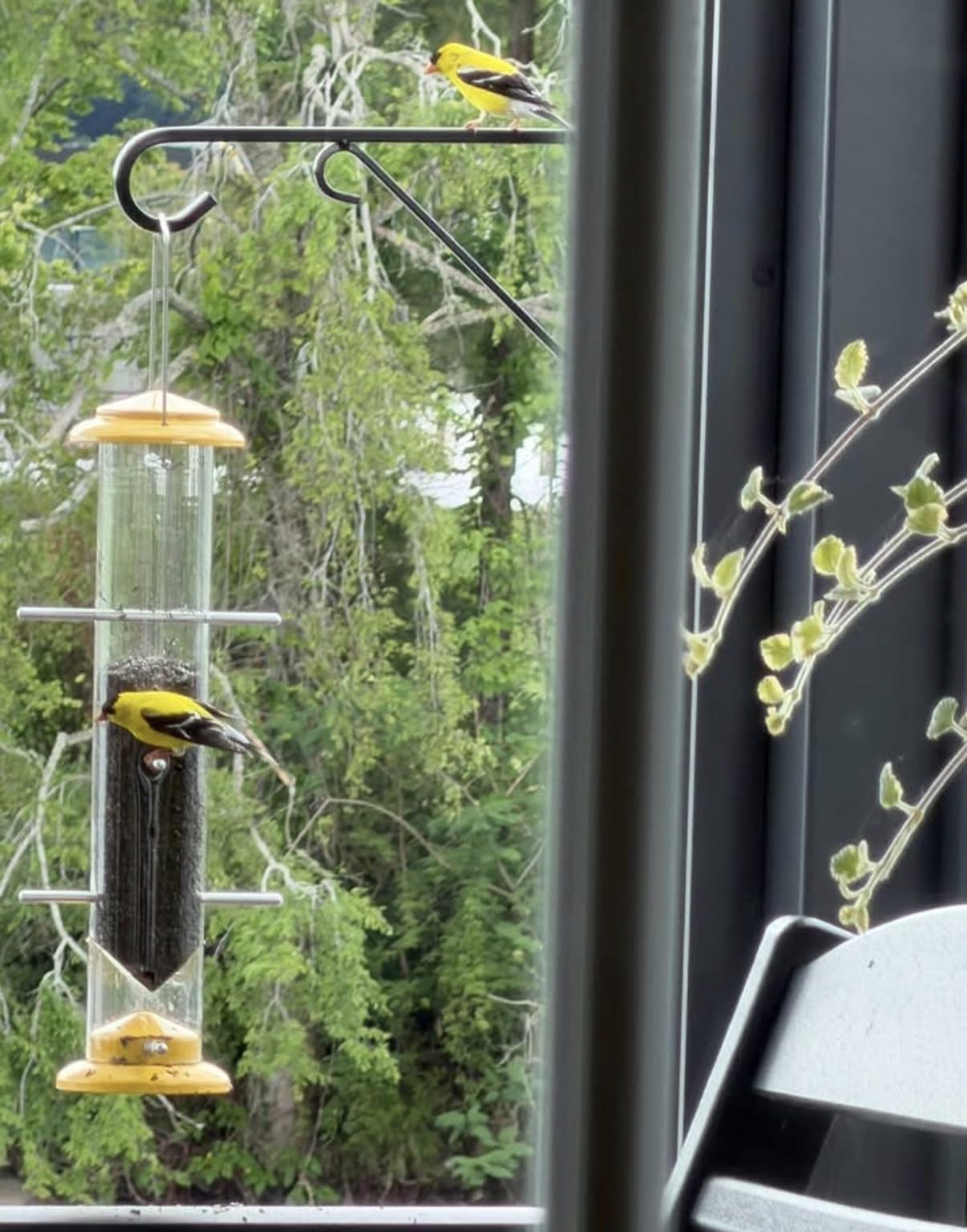 iBorn Finch Feeders for Outside, Nyjer/Thistle Bird Feeder, 14 Inch Tube Bird Feeders for Outdoors Hanging, Metal Finch Feeders with 12 Small Ports, 8 Metal Perches, Yellow customer photo 2