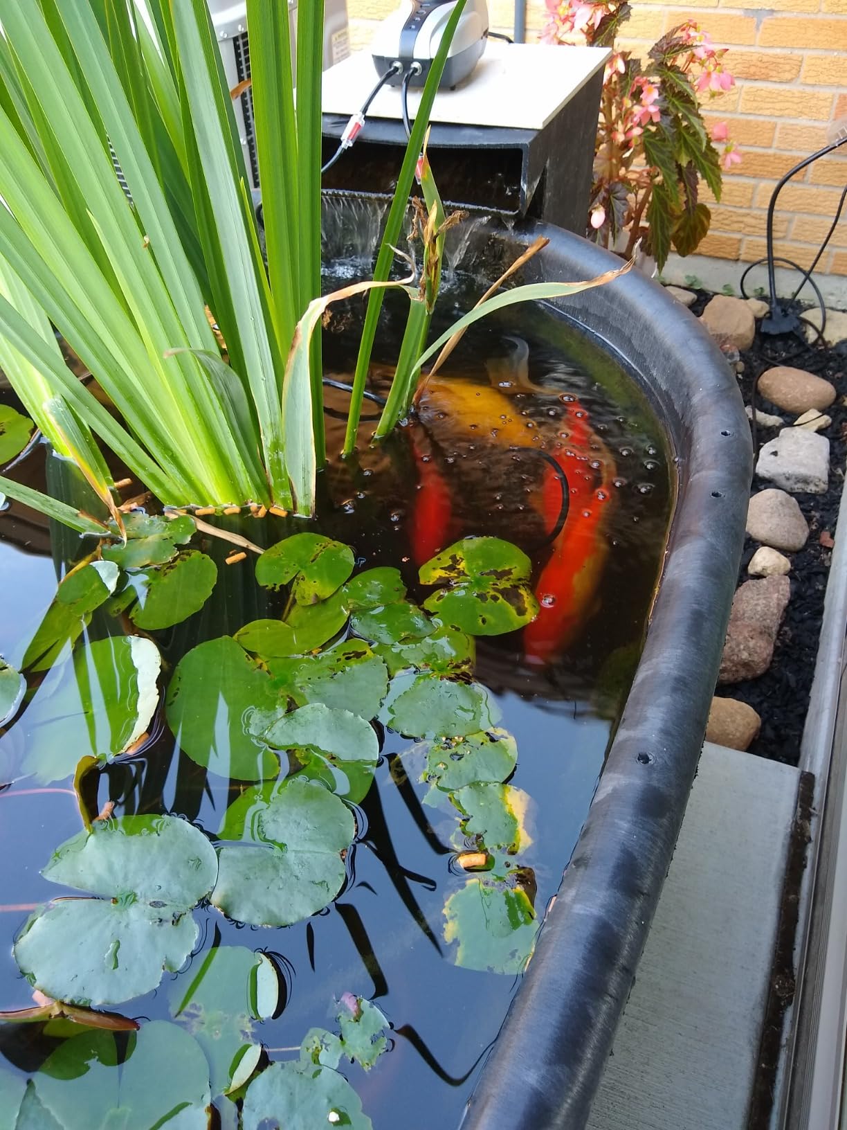 AquaMiracle All-in-One Koi Pond Aerator for Outdoor Ponds up to 1000 Gallons, Pond Air Pump Pond Aeration System with Double Outlet Airline Tubing Air Stones Check Valves customer photo 1