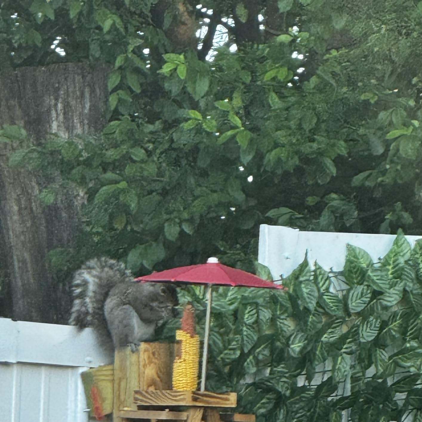 MIXXIDEA Squirrel Feeder Picnic Table with Tall Umbrella, Wooden Squirrel Feeders for Outside, Cute Chipmunk Feeder with Corn Cob Holder, Solid Structure, Thick Wood (Rustic Brown with Red Umbrella) customer photo 2