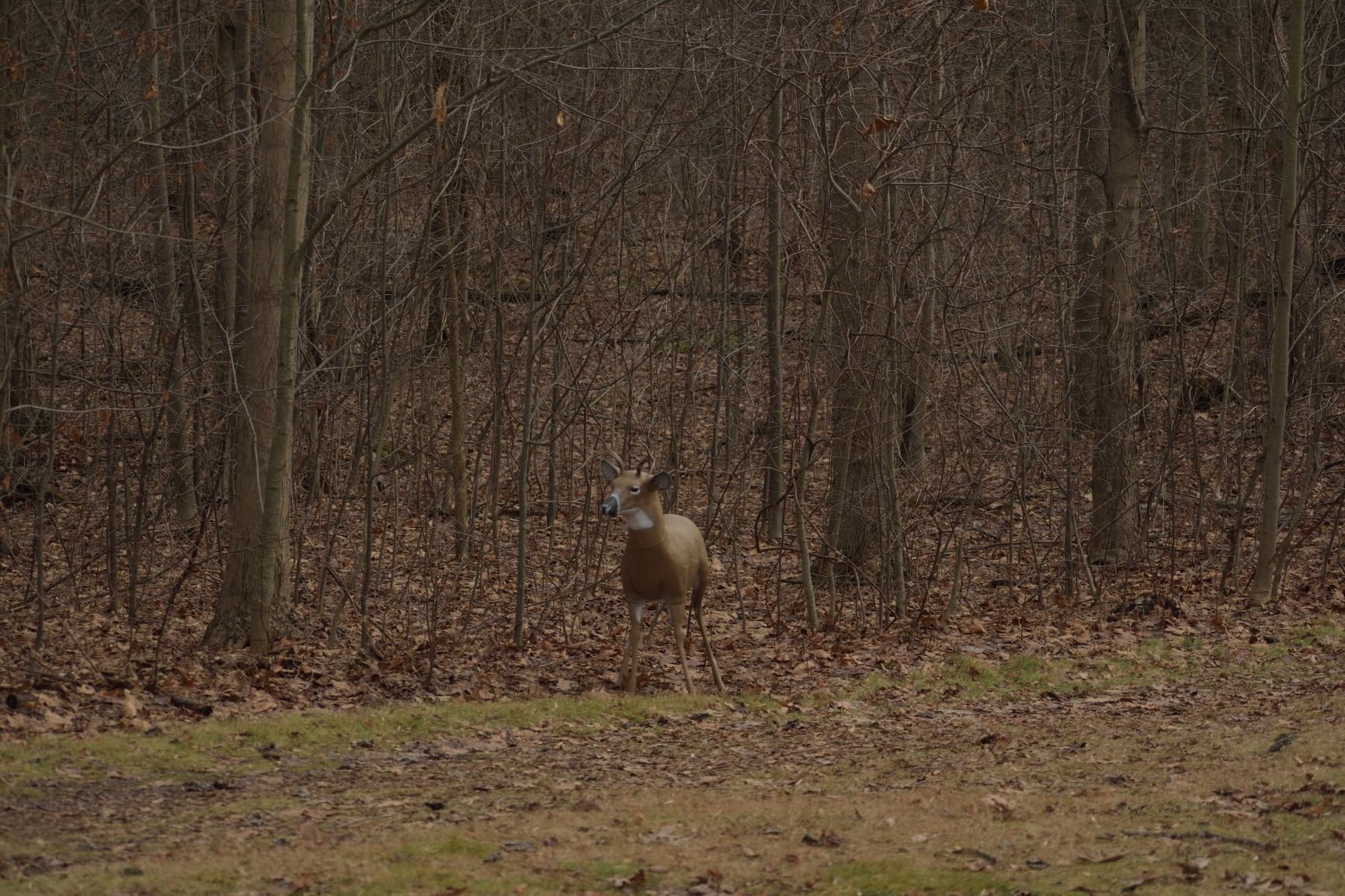 Flambeau Outdoors 5965SB Scrapper Buck - Masters Series Deer Decoy customer photo 2