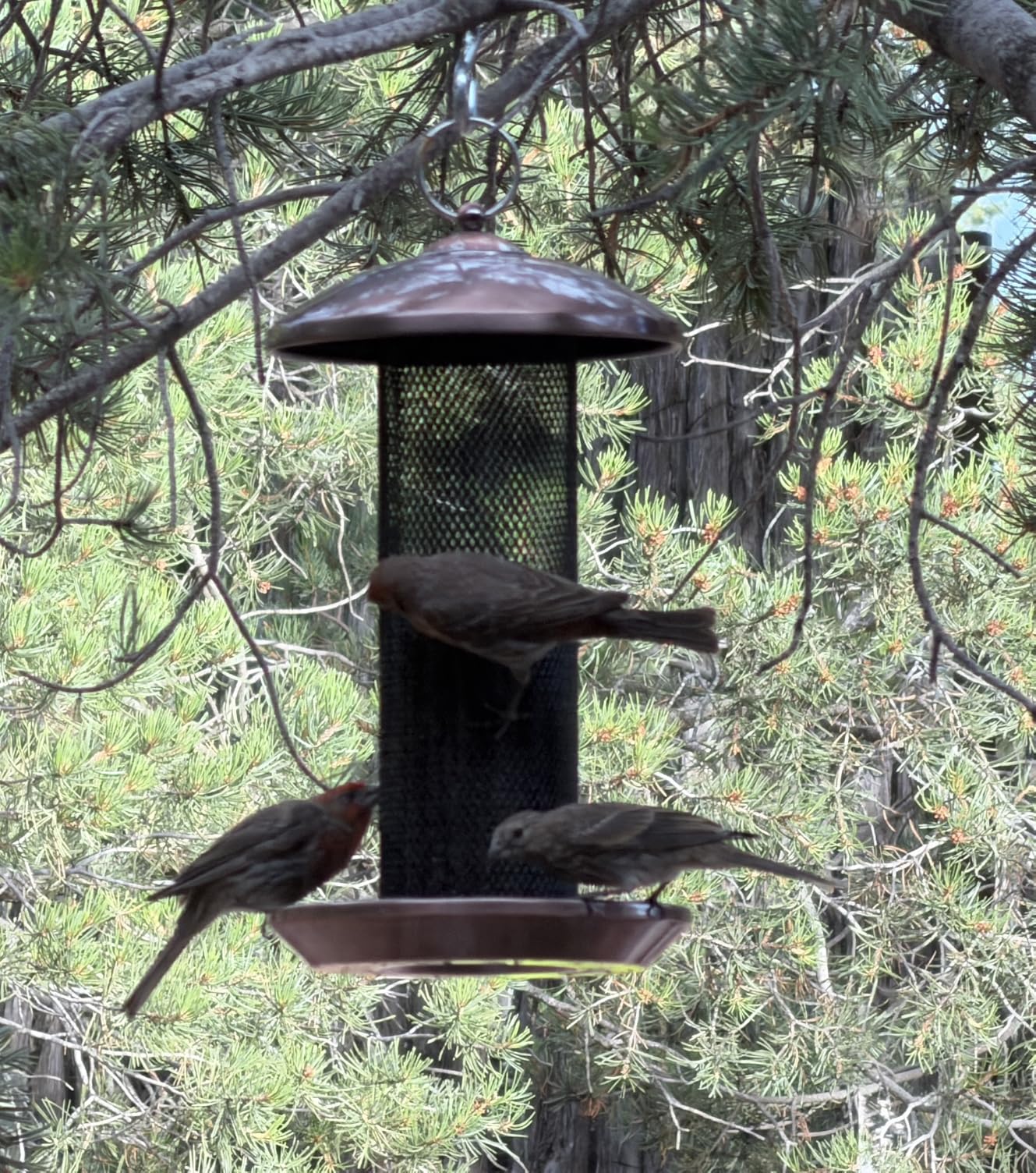 Kingsyard Finch Feeders for Outdoors Hanging, Metal Mesh Tube Bird Feeder for Nyjer/Thistle Seed, 2.5 lbs Large Capacity (Grey) customer photo 1